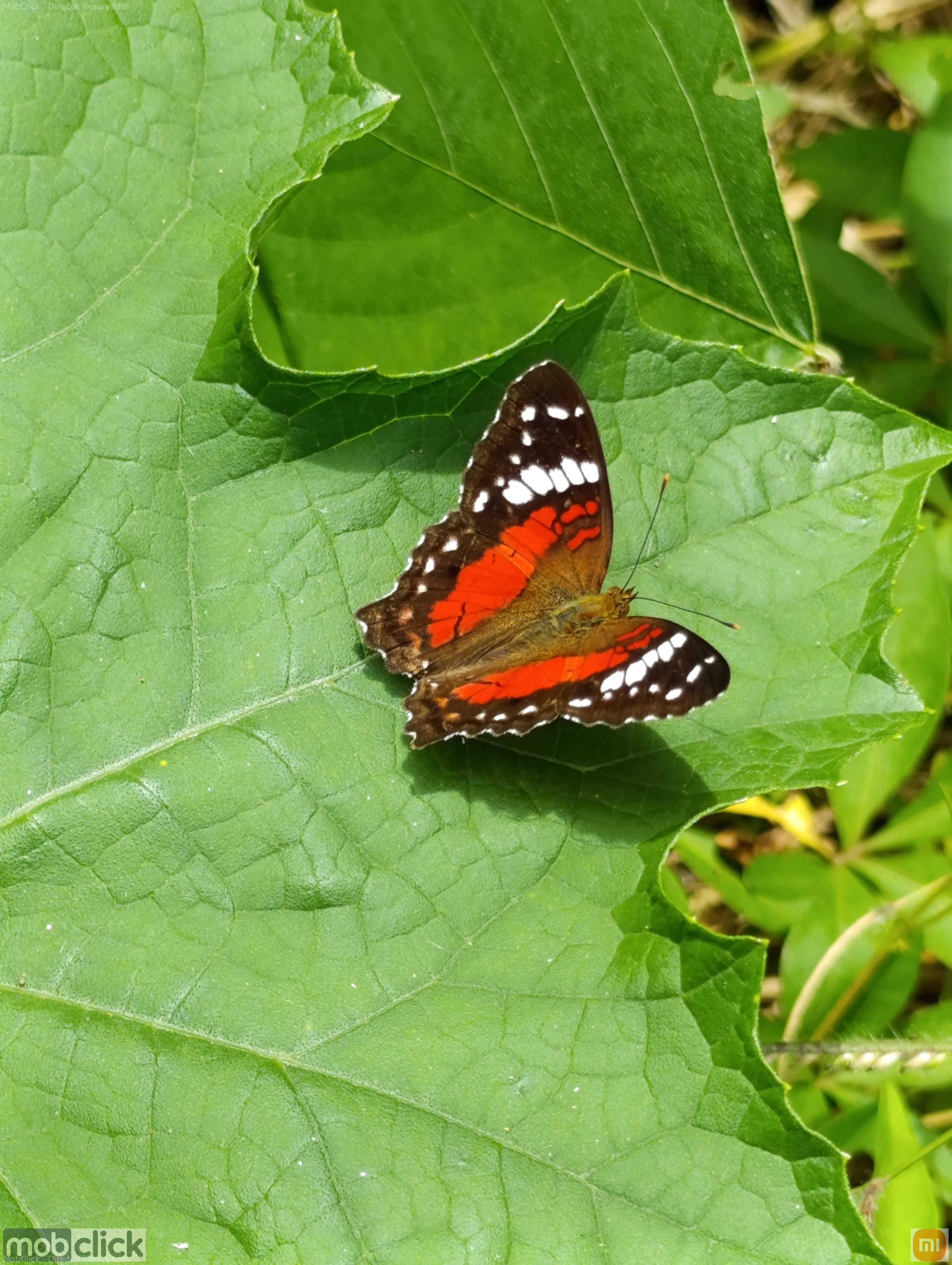 Borboleta colorida - vermelha