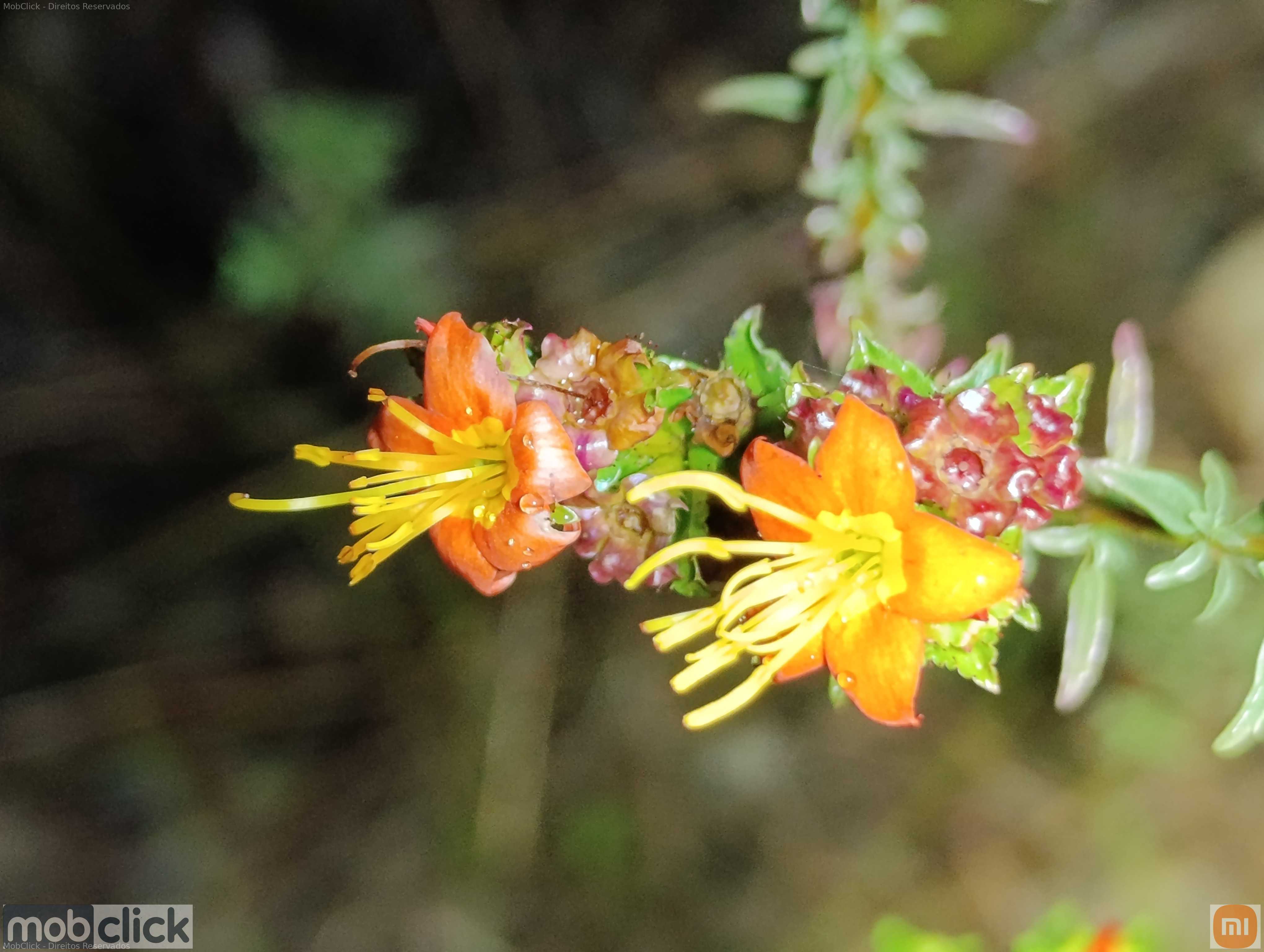 Plantas e flores do cerrado