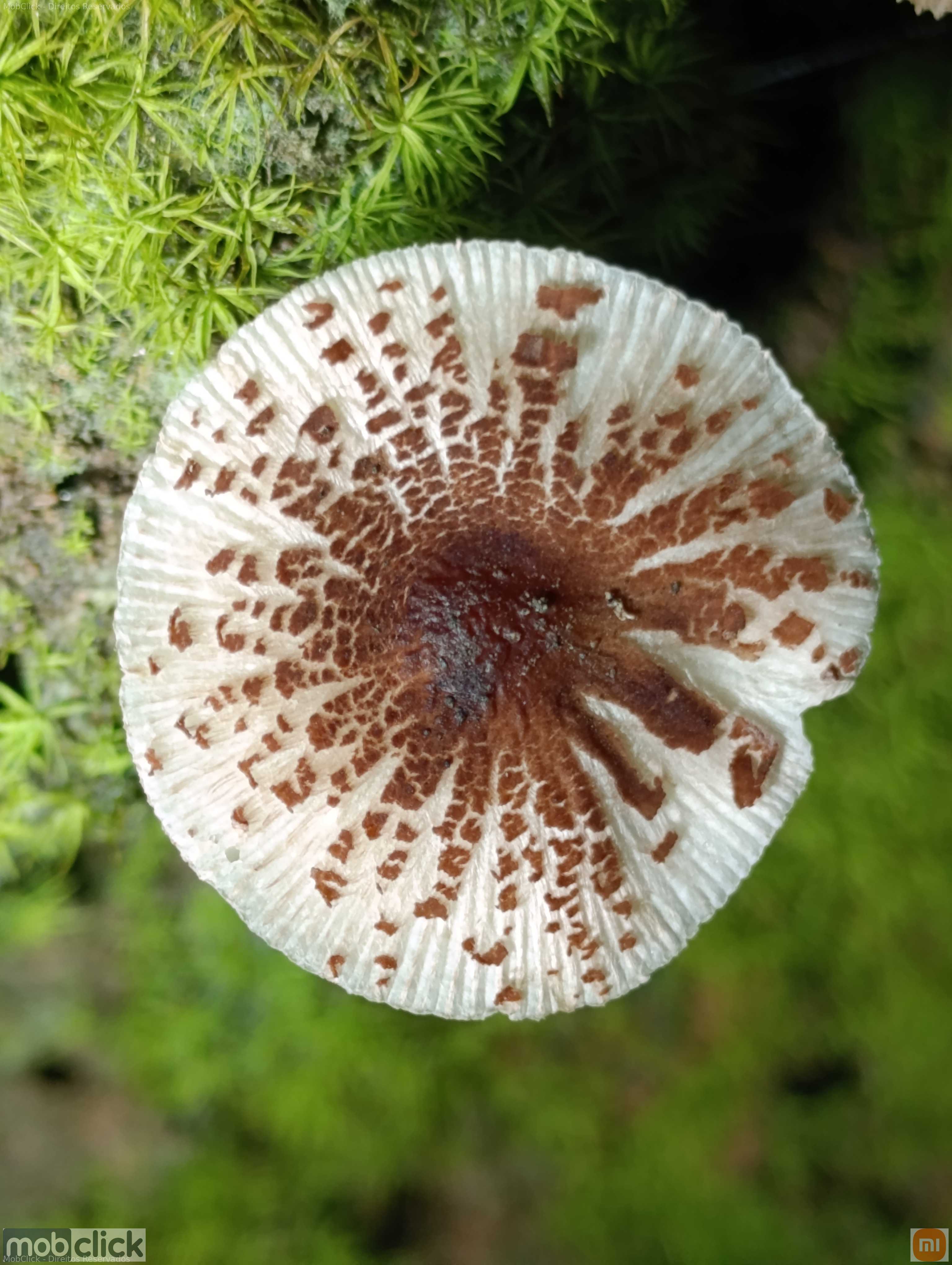 Cogumelo molhados coloridos e brilhantes