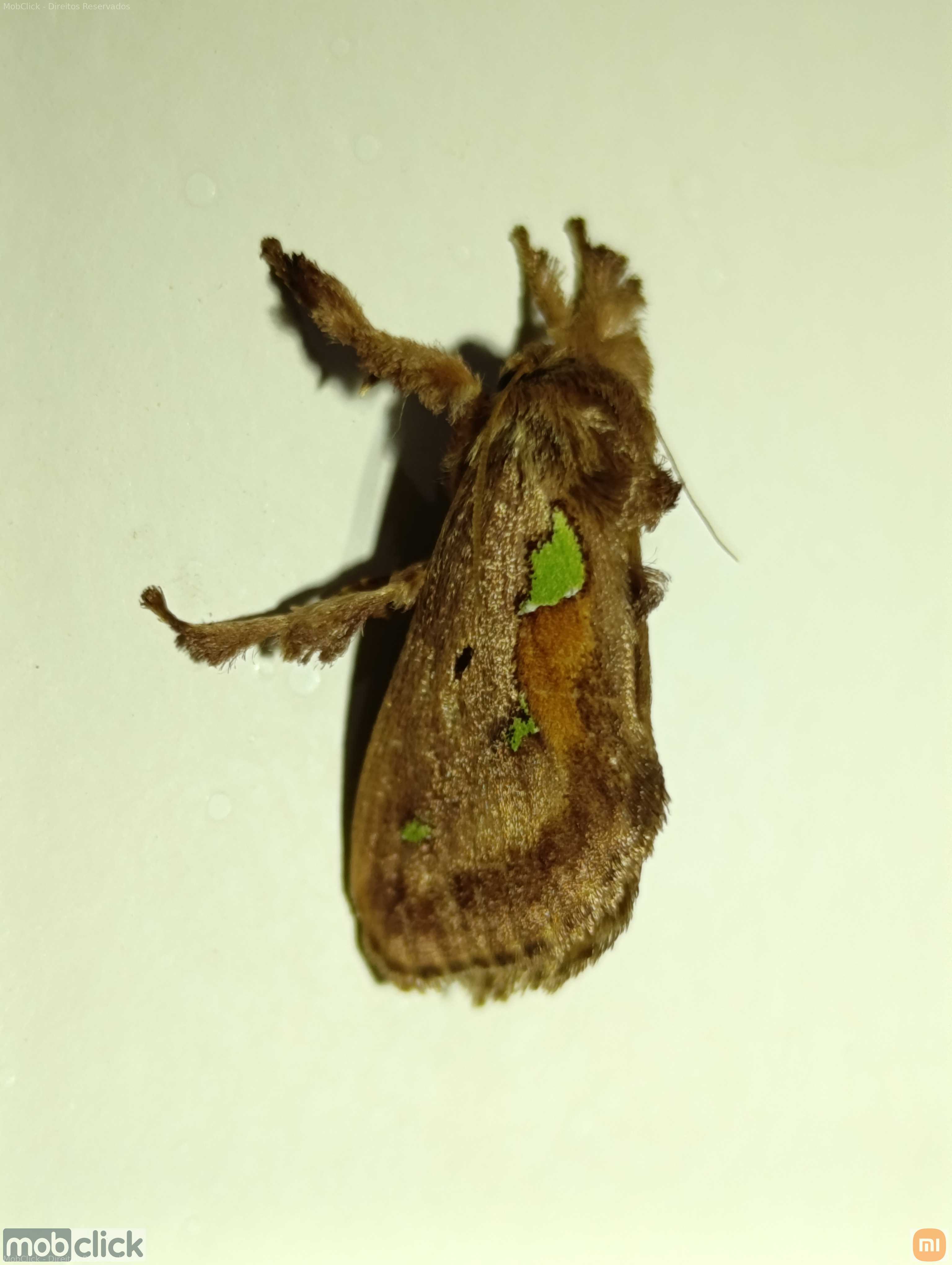 Mariposas raras e coloridas