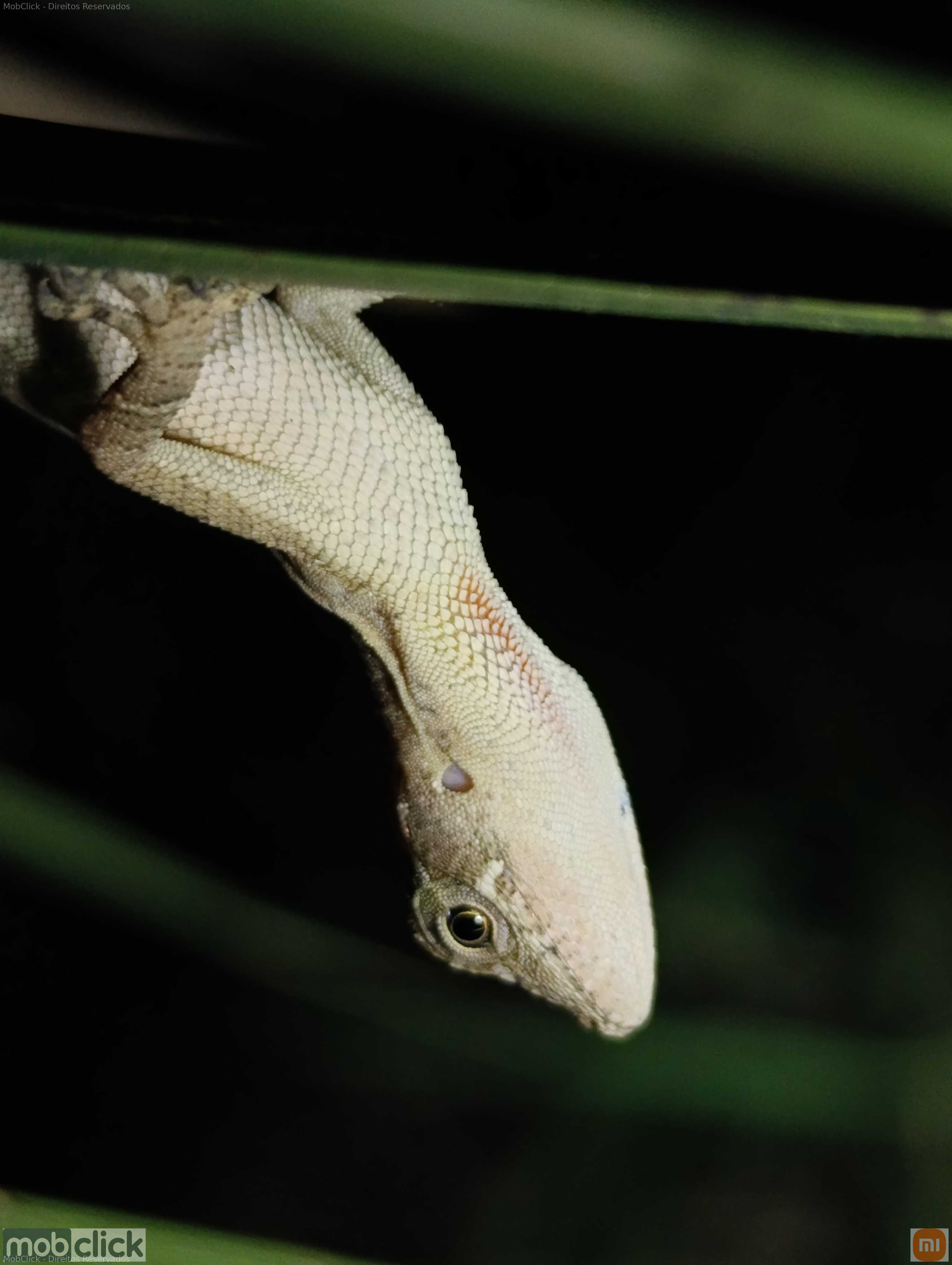 Lagarto anolis