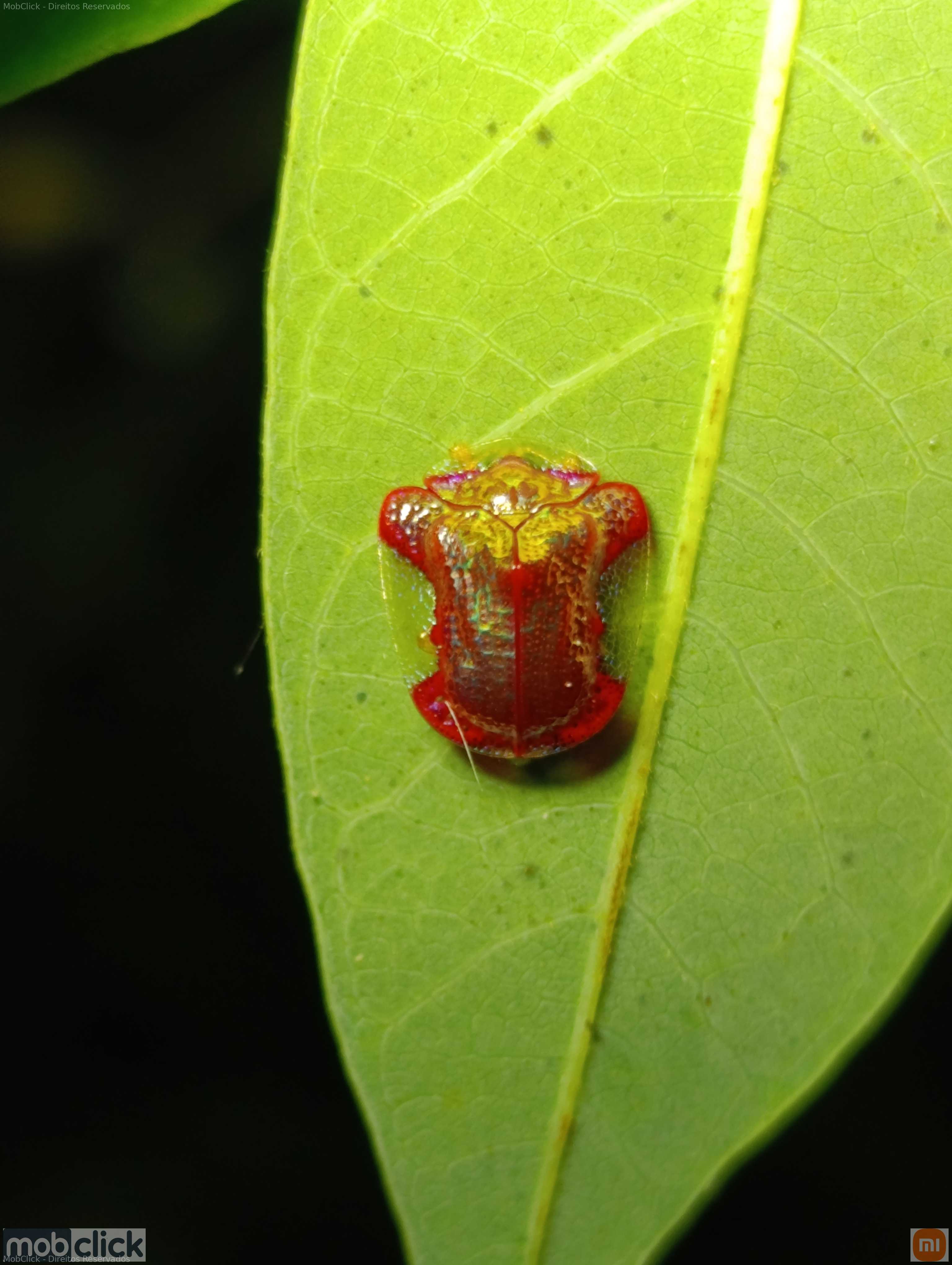 Besouro tartaruga vermelho brilhante