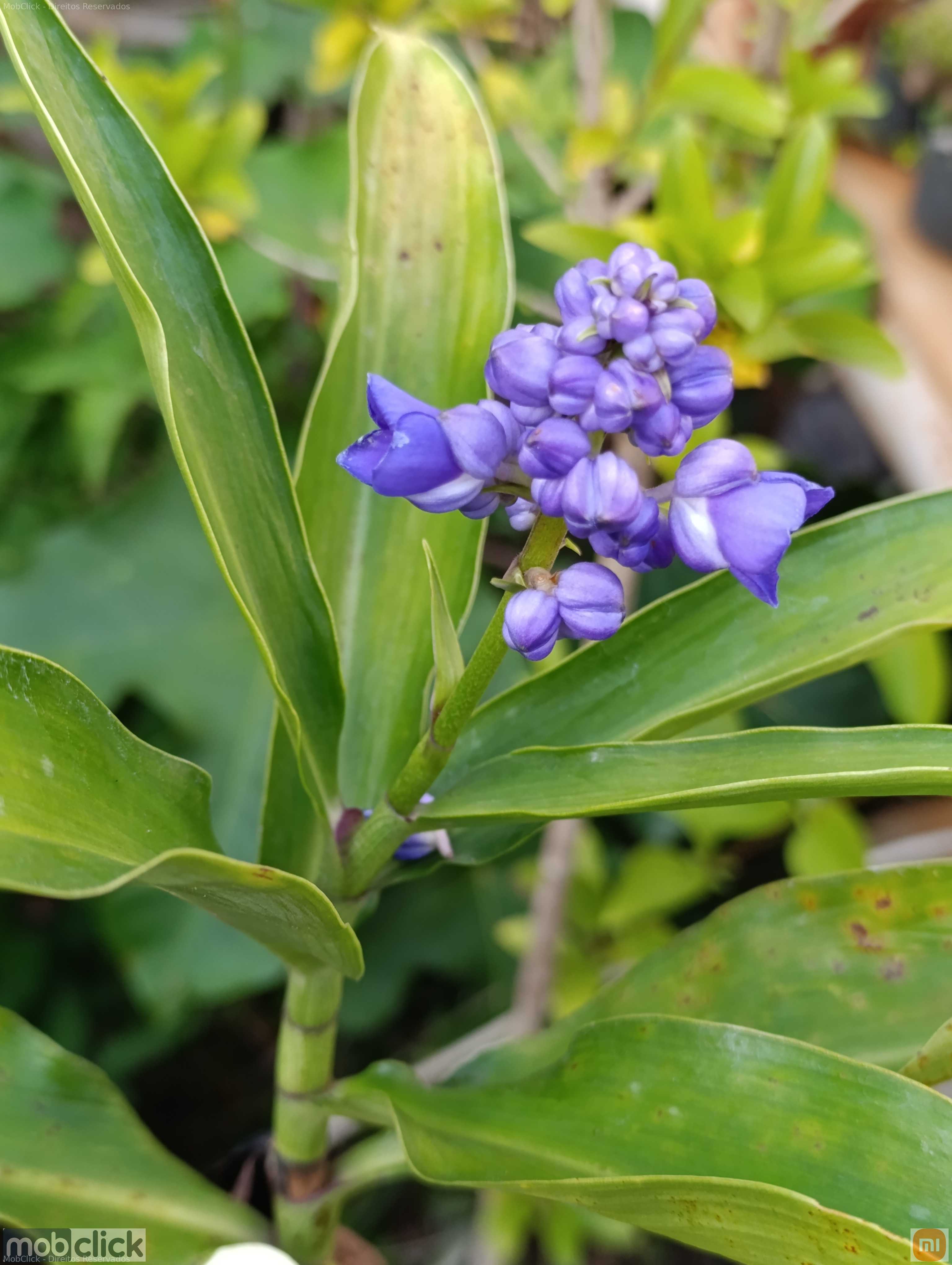 Flores roxas e folhas verdes