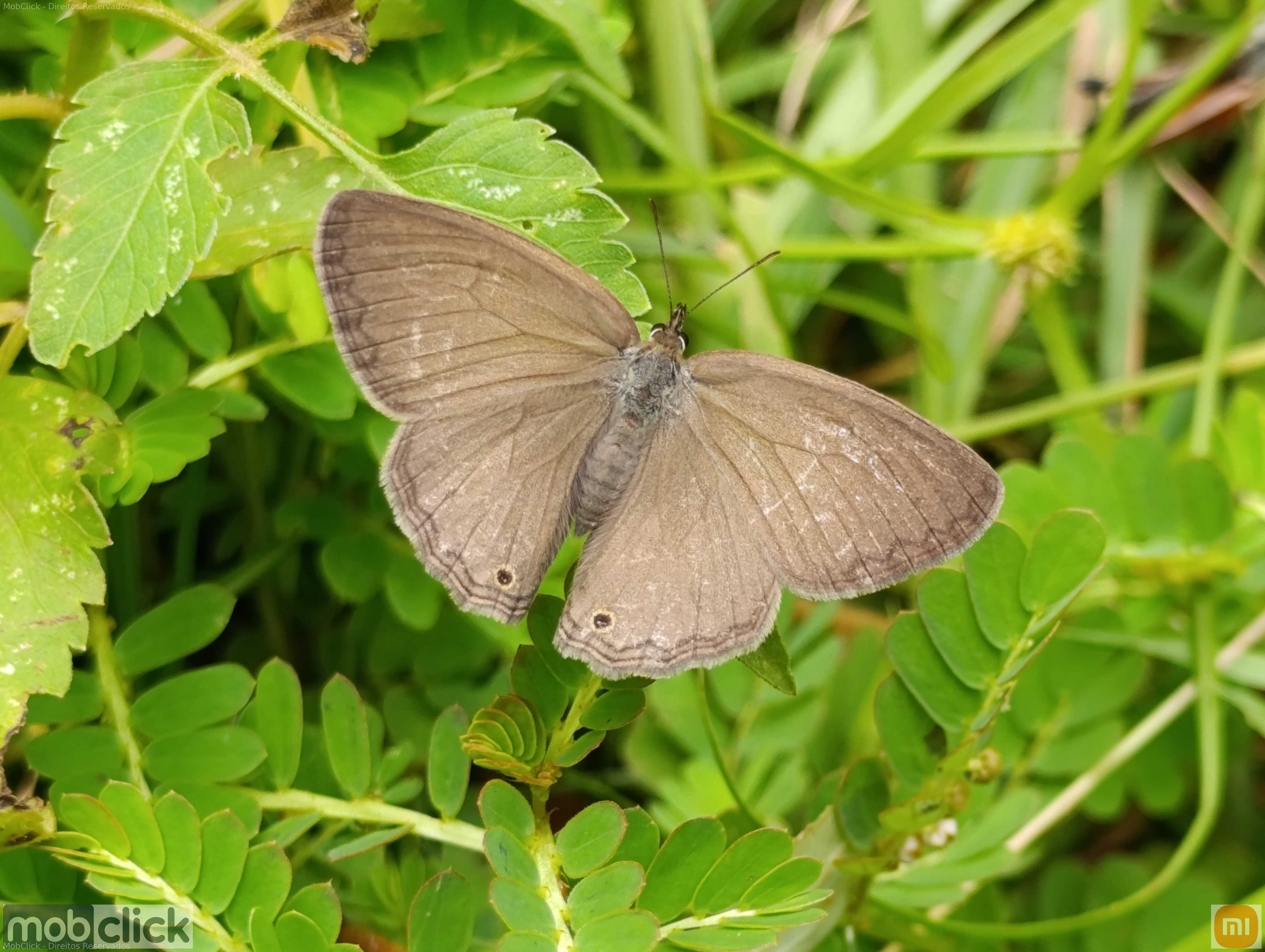 Borboleta de jardim - Cissia eous