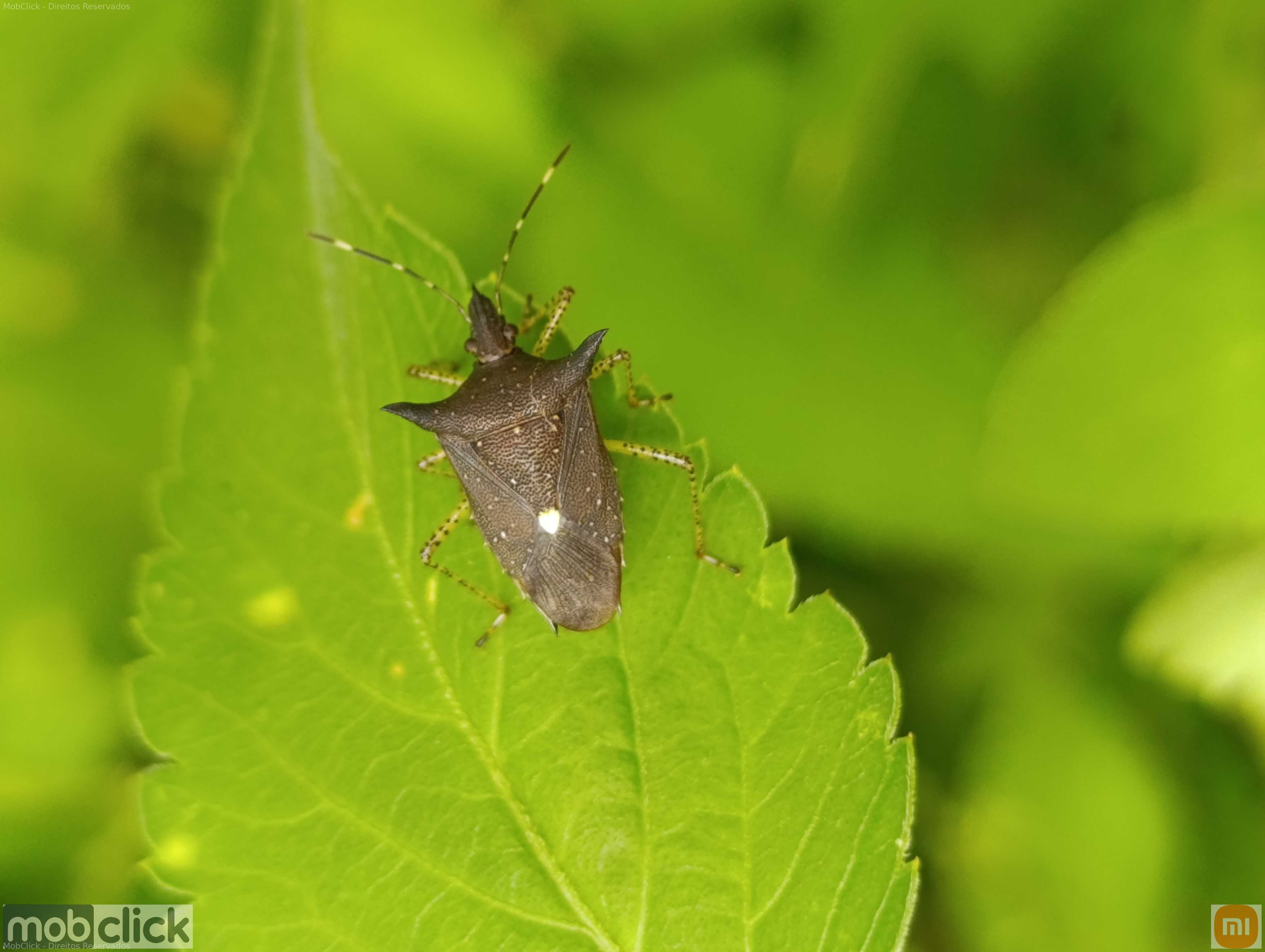 Percevejos - Gênero Sibaria