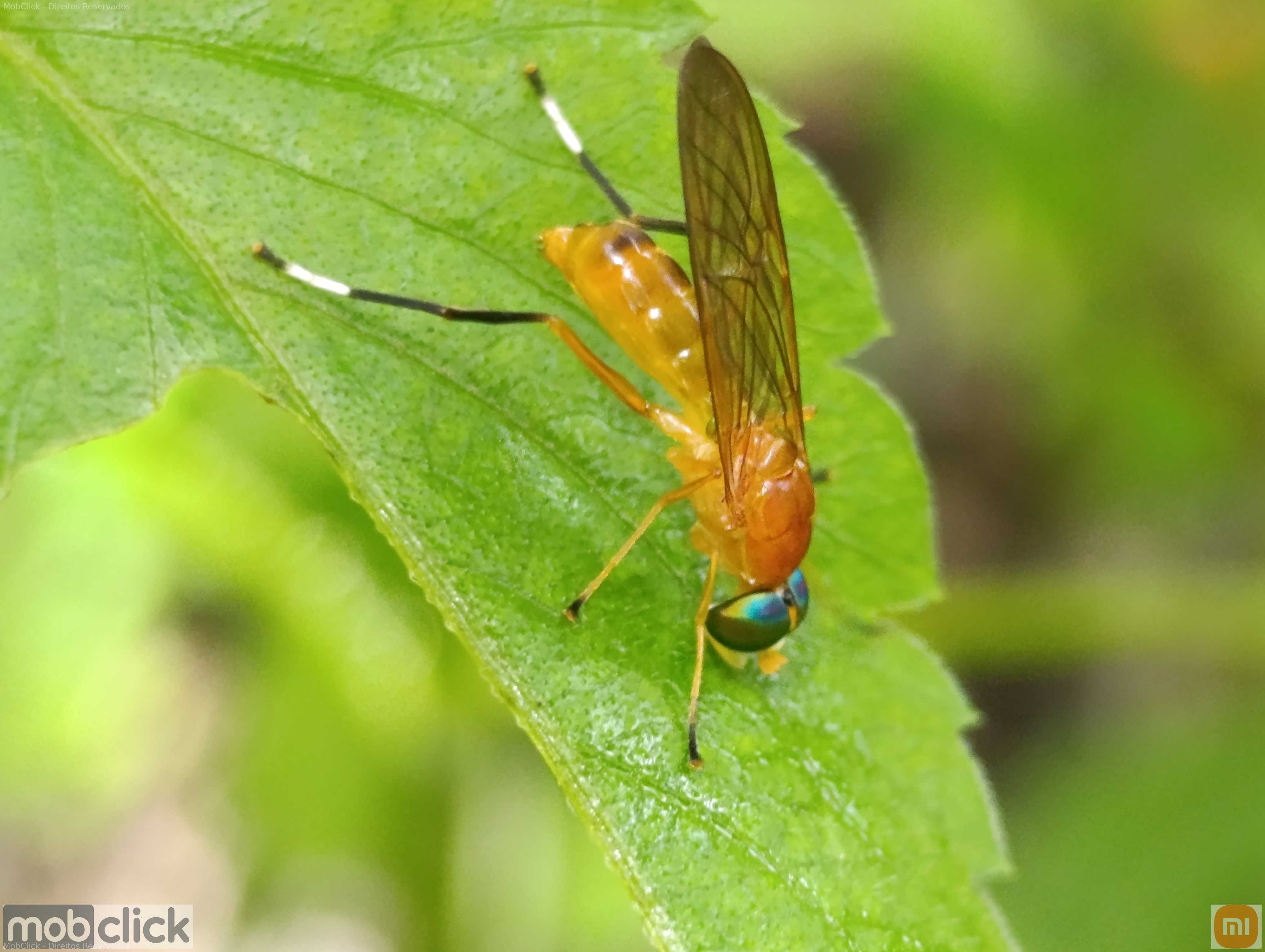 Ptecticus testaceus