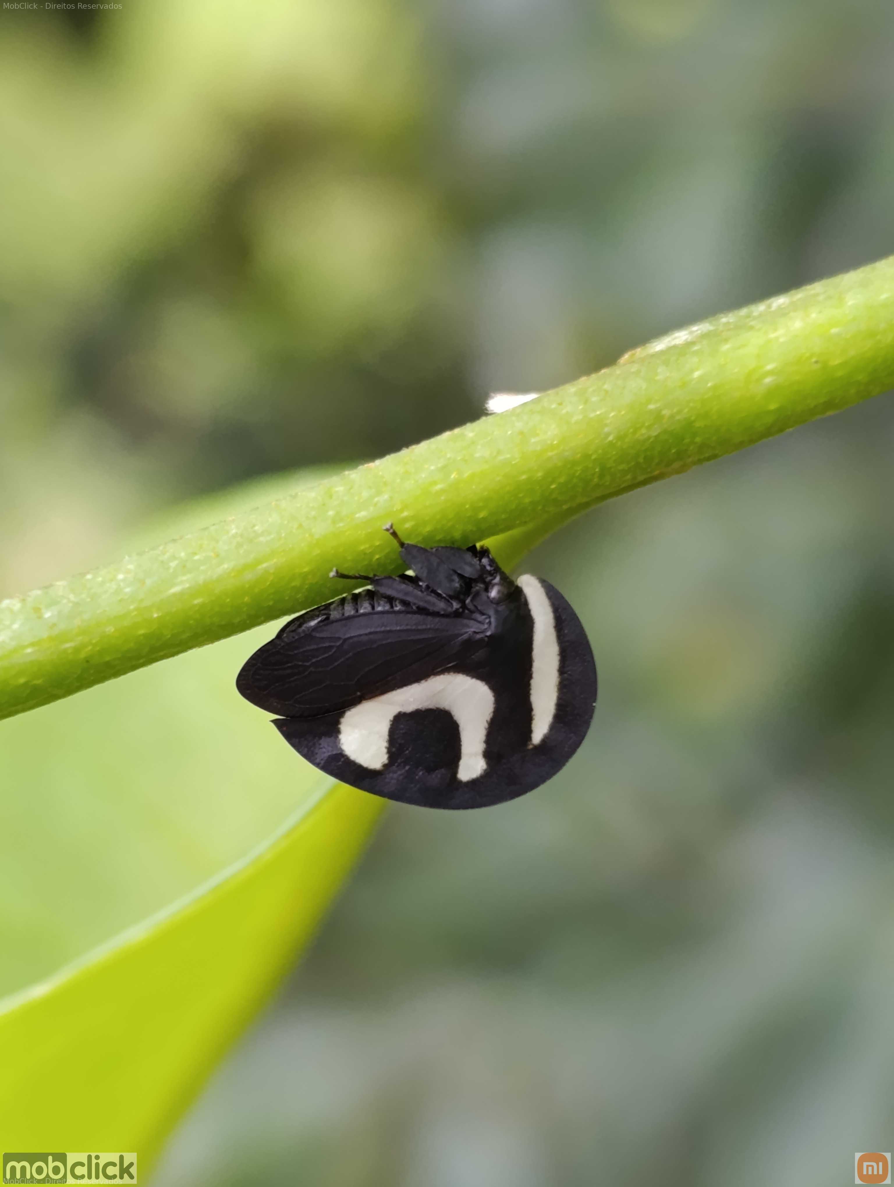Soldadinho preto - Membracis foliatafasciata