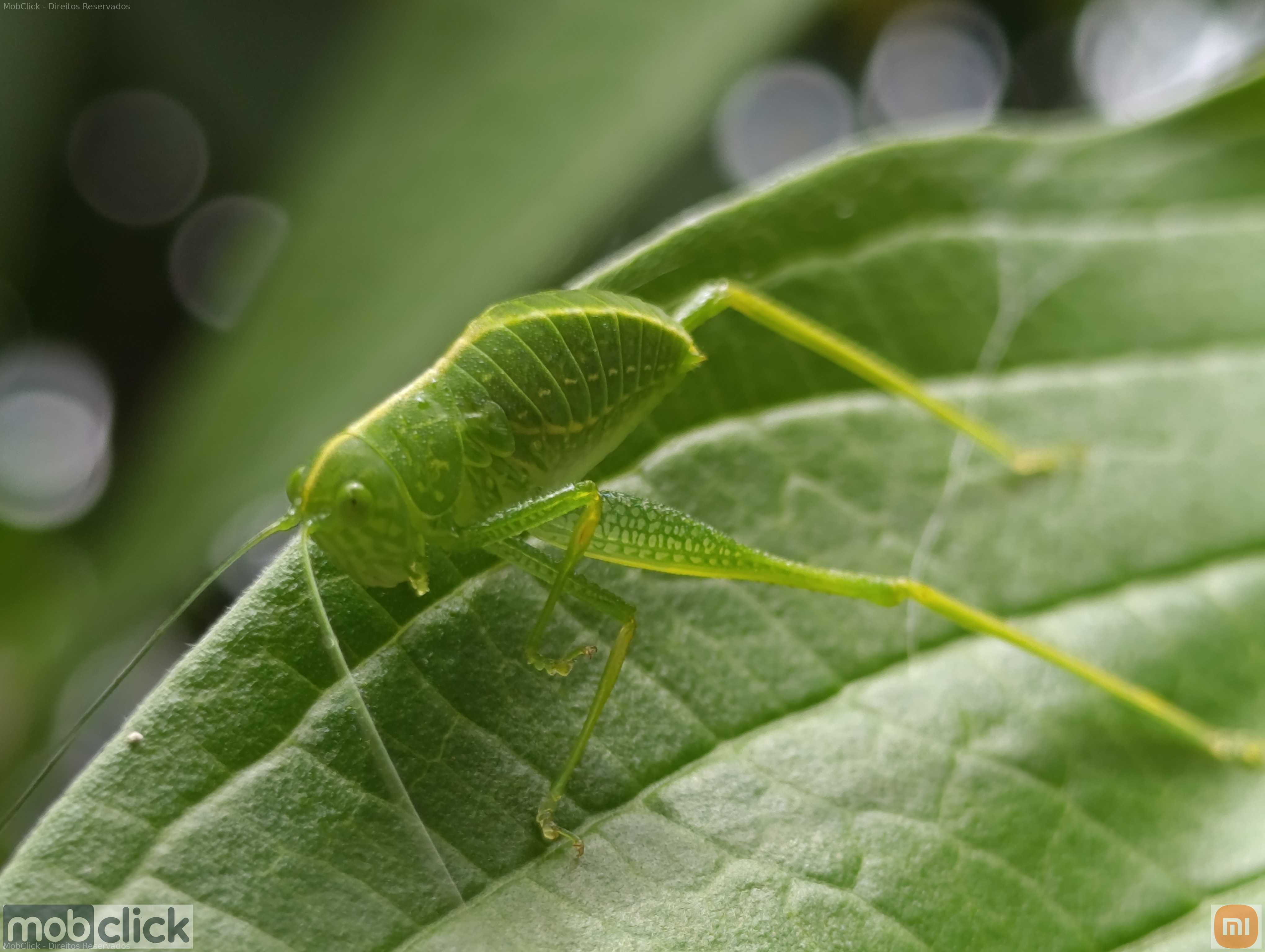Esperanças do Cerrado camuflada verde