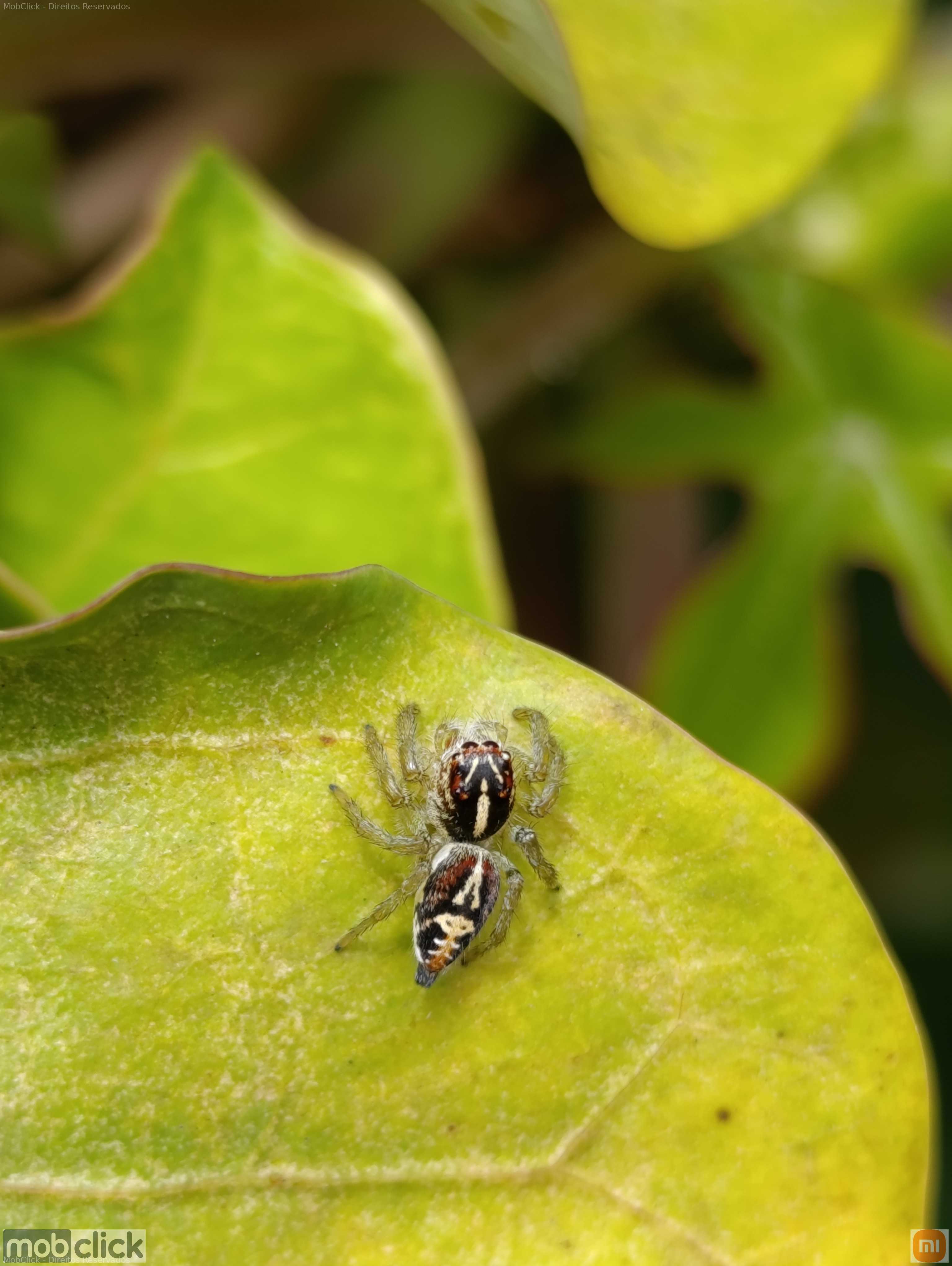 Aranhas saltadeiras frigga