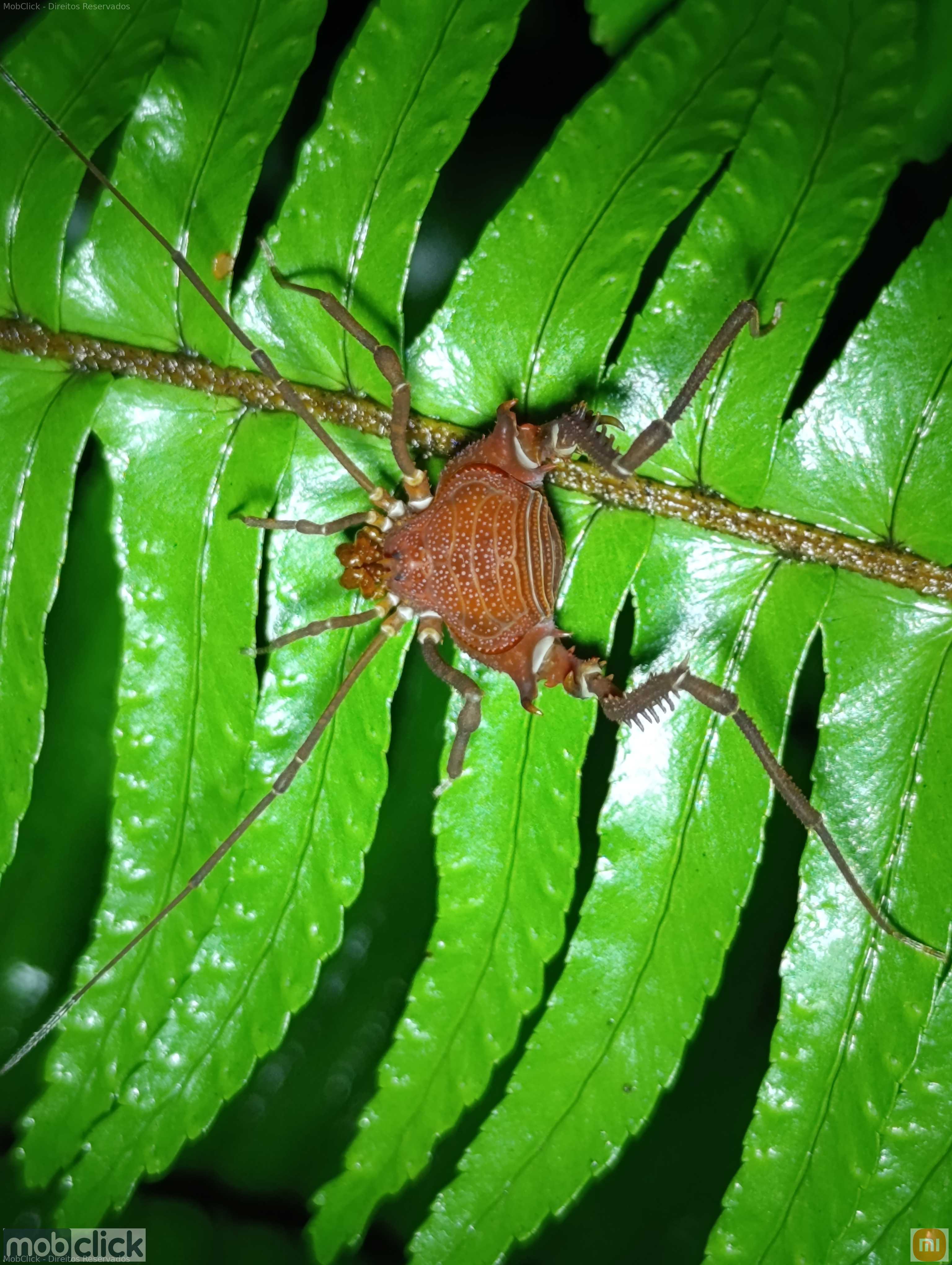 Aranhões - Gênero Discocyrtanus