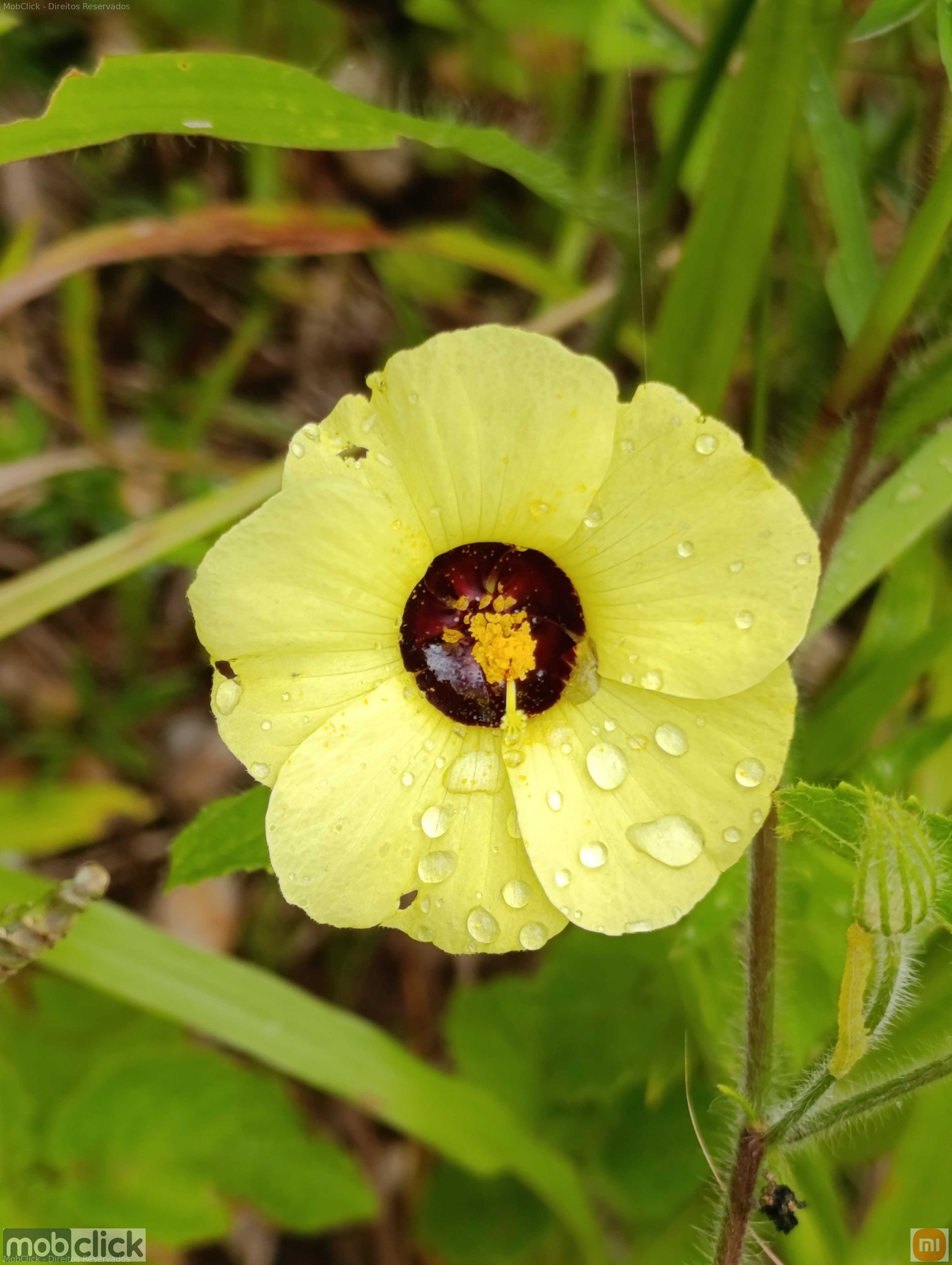 Flores amarelas do cerrado