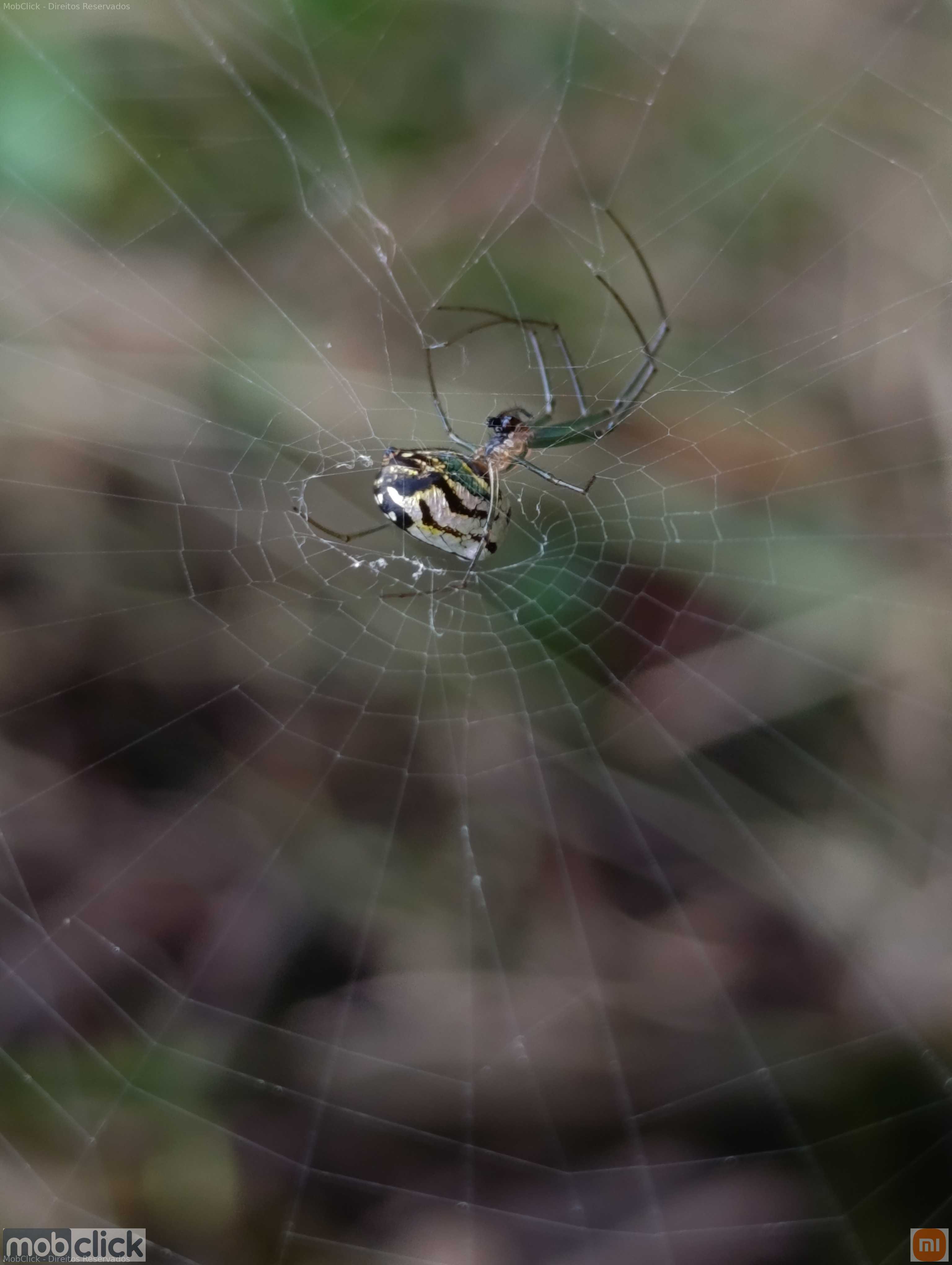 Aranhas coloridas do cerrado - Leucauge volupis