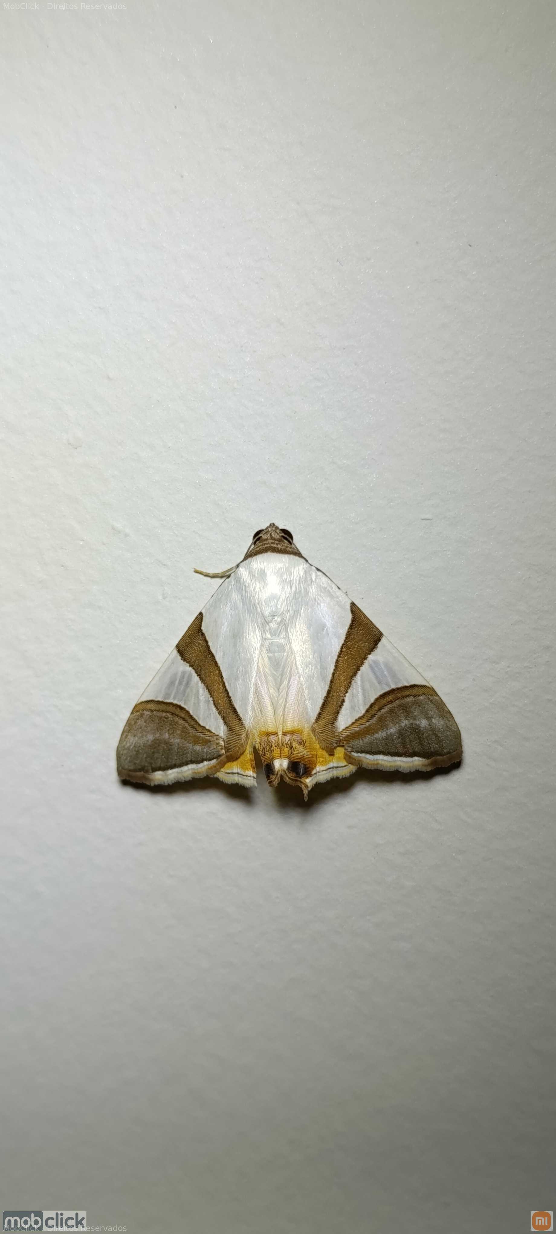 Eulepidotis rectimargo - Mariposa Branca Amarela e marrom