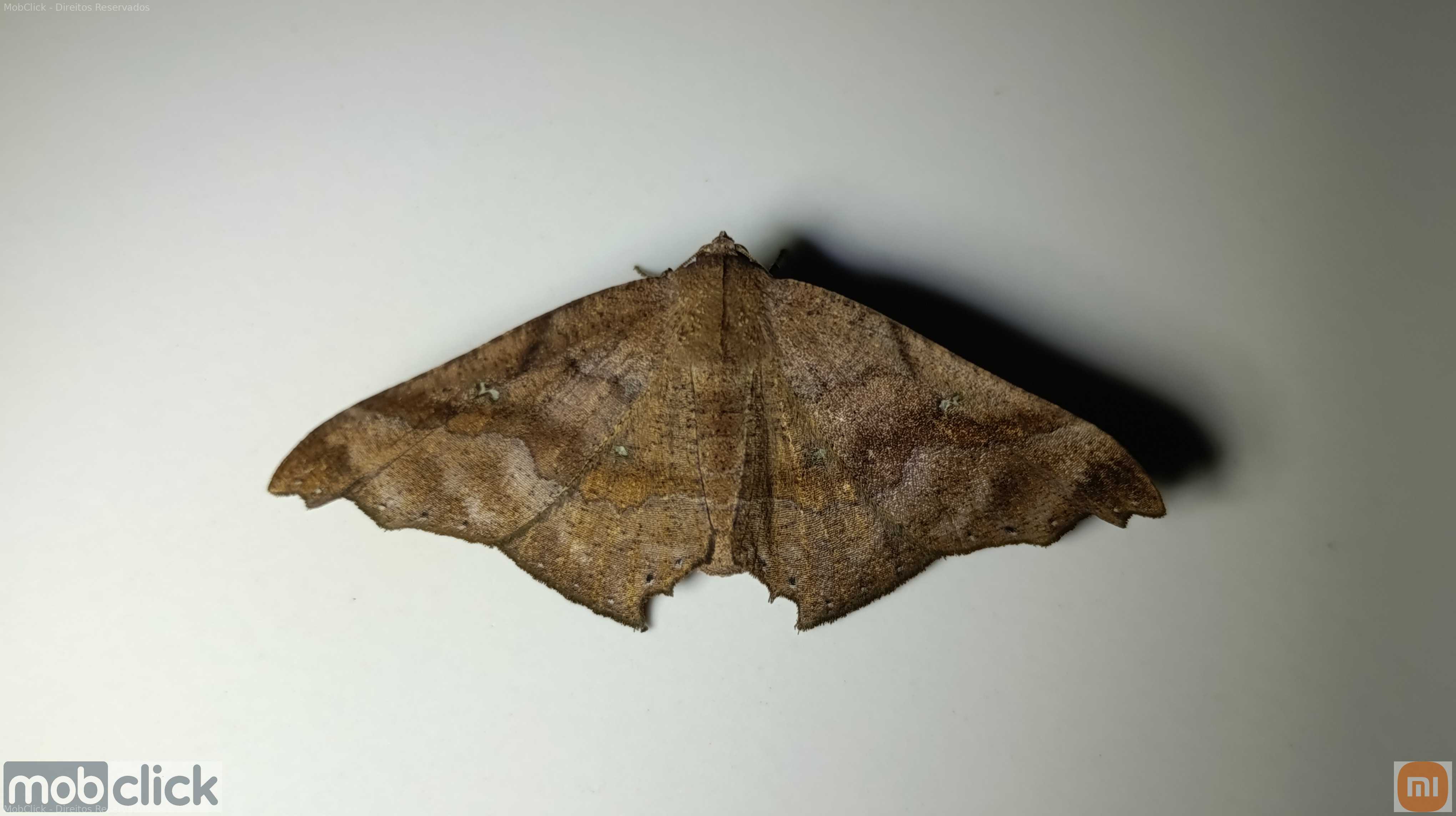 Mariposa marrom mede palmo