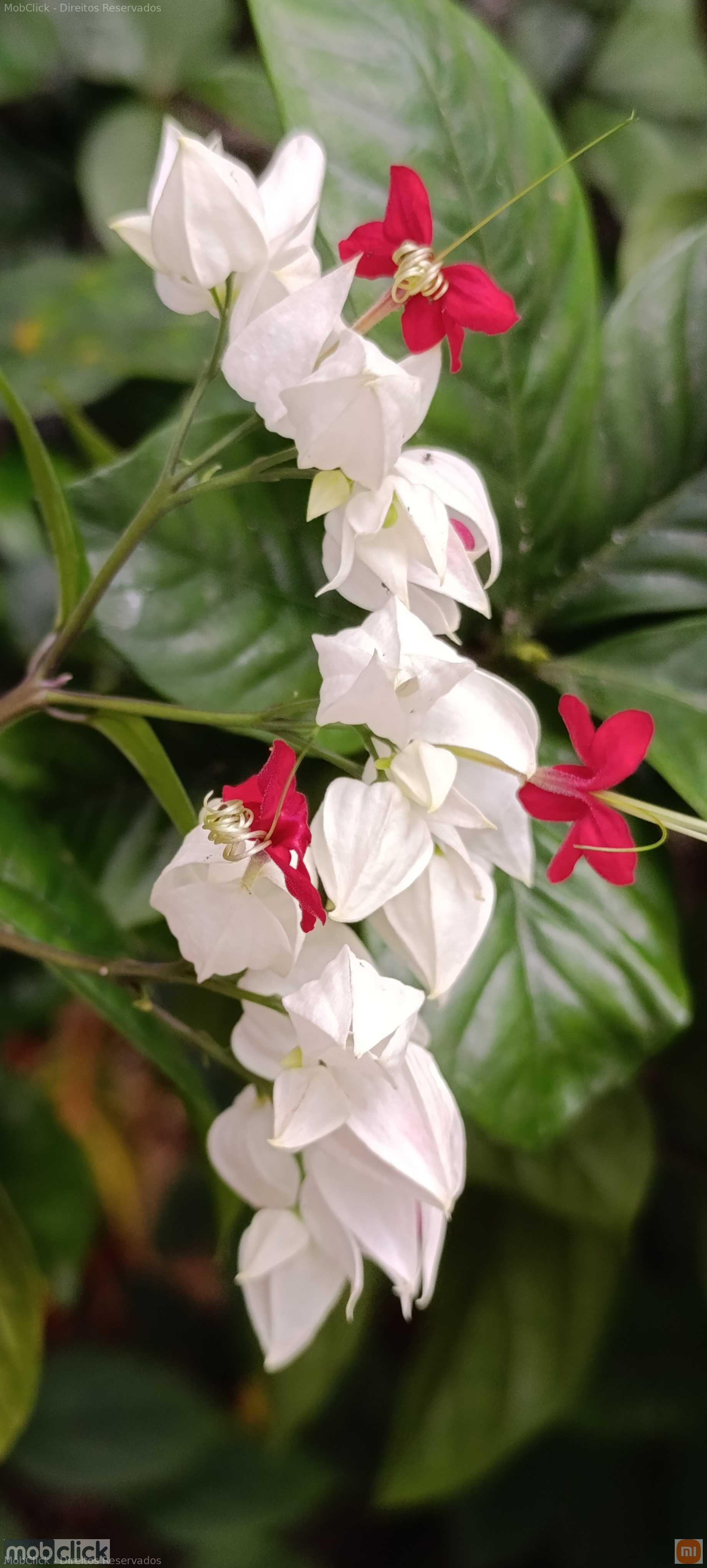 Flor lágrima de Cristo - Clerodendrum thomsoniae