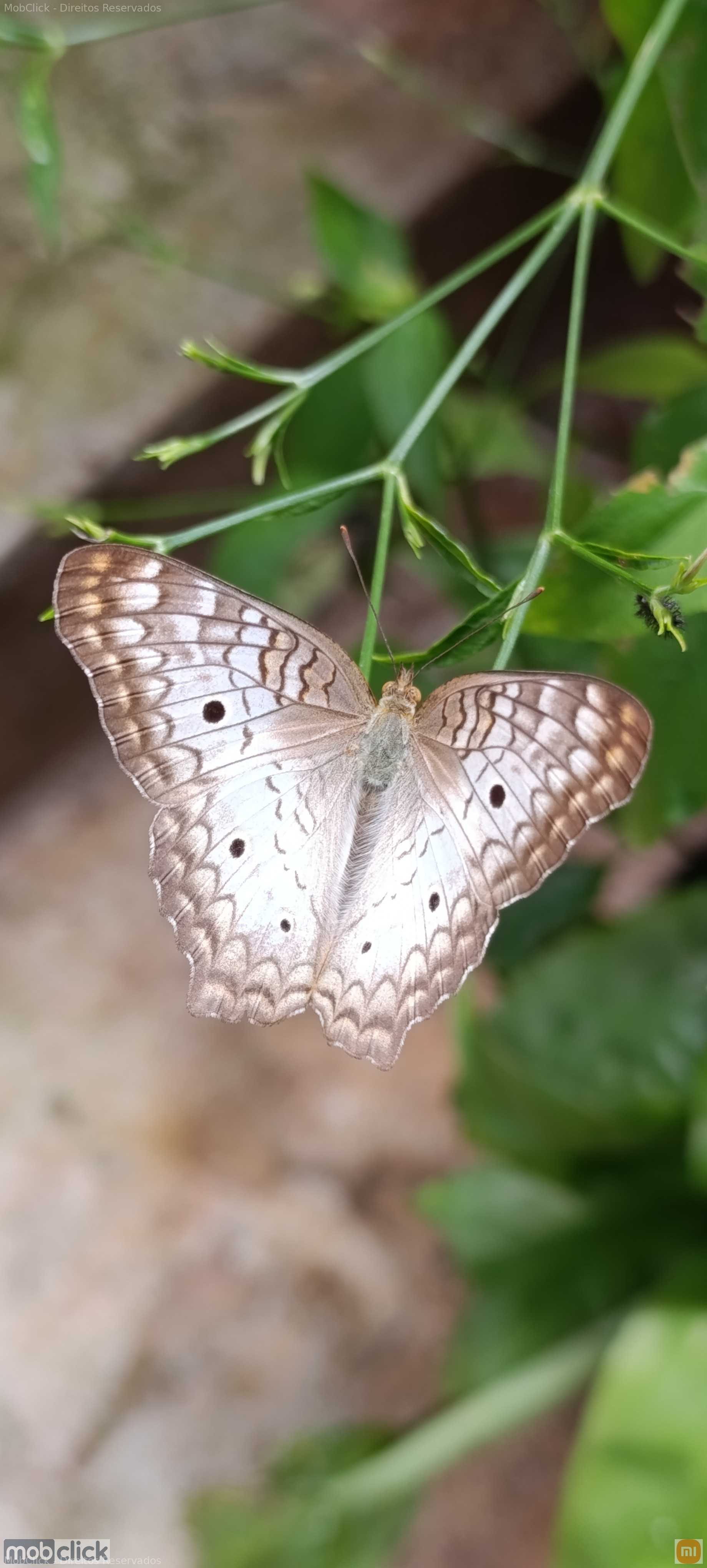 Borboleta pavão branco - Anartia jatrophae