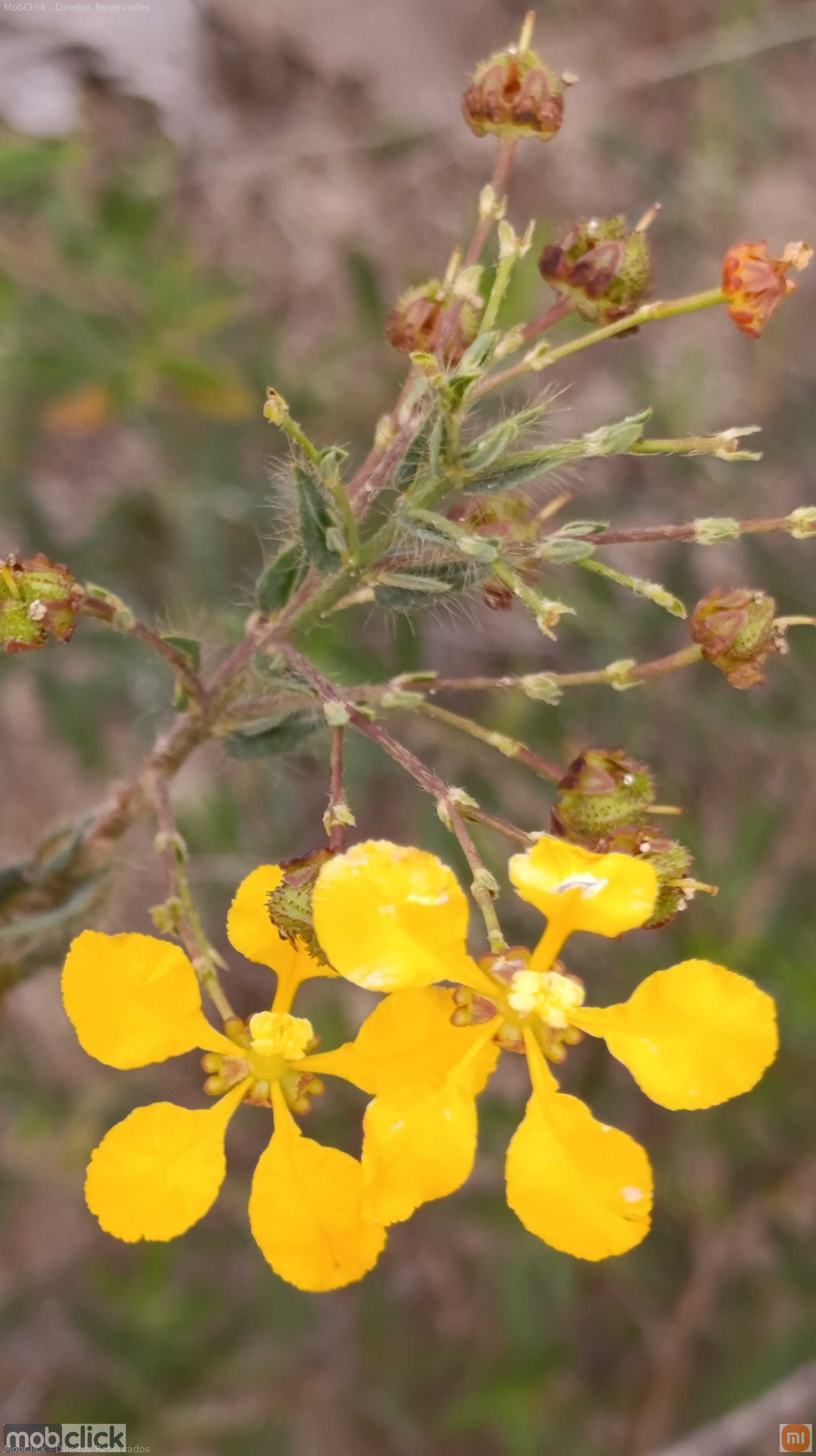 Marimbondo marrom em flor branca