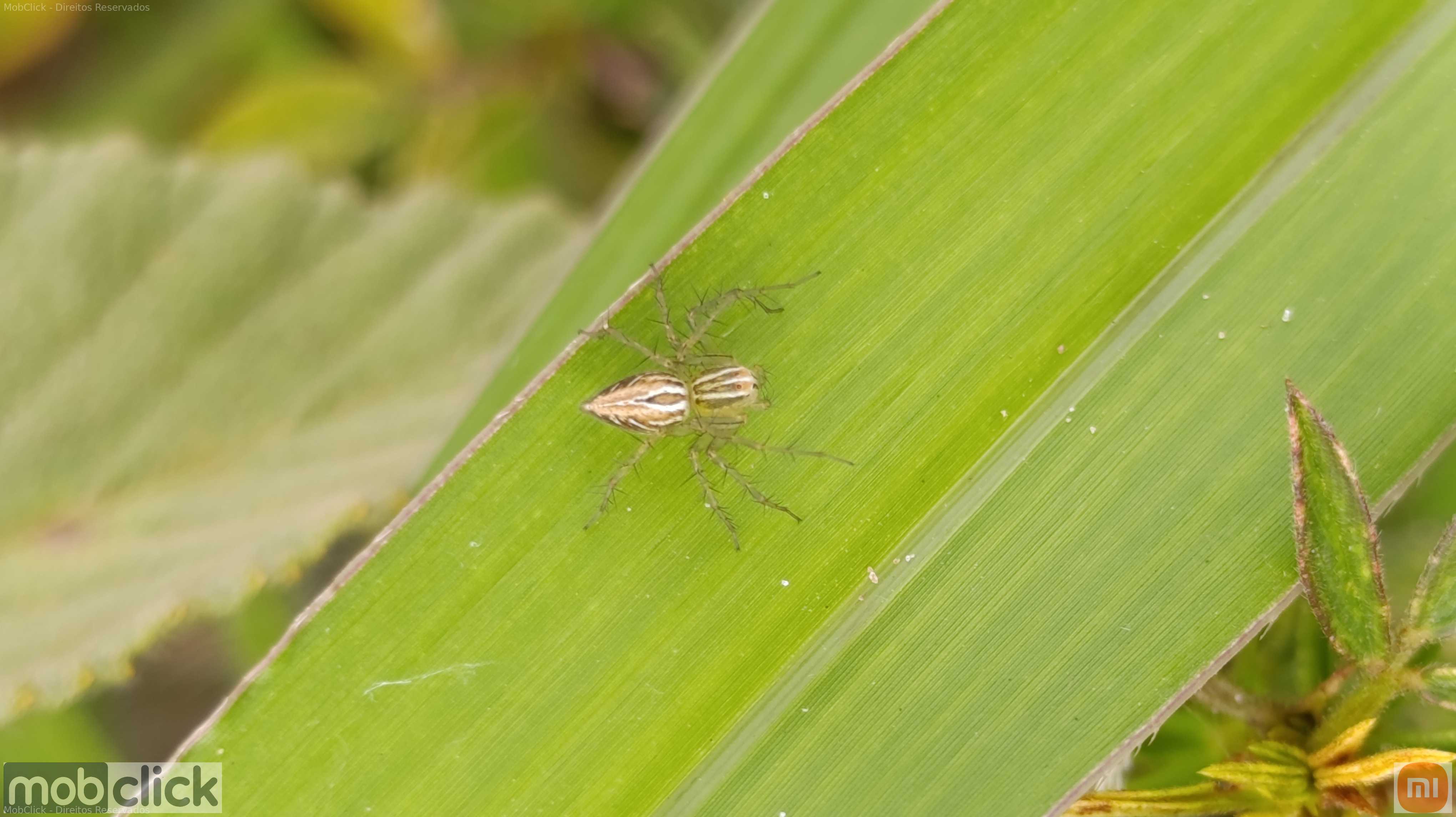 Flores amarelas e vermelho