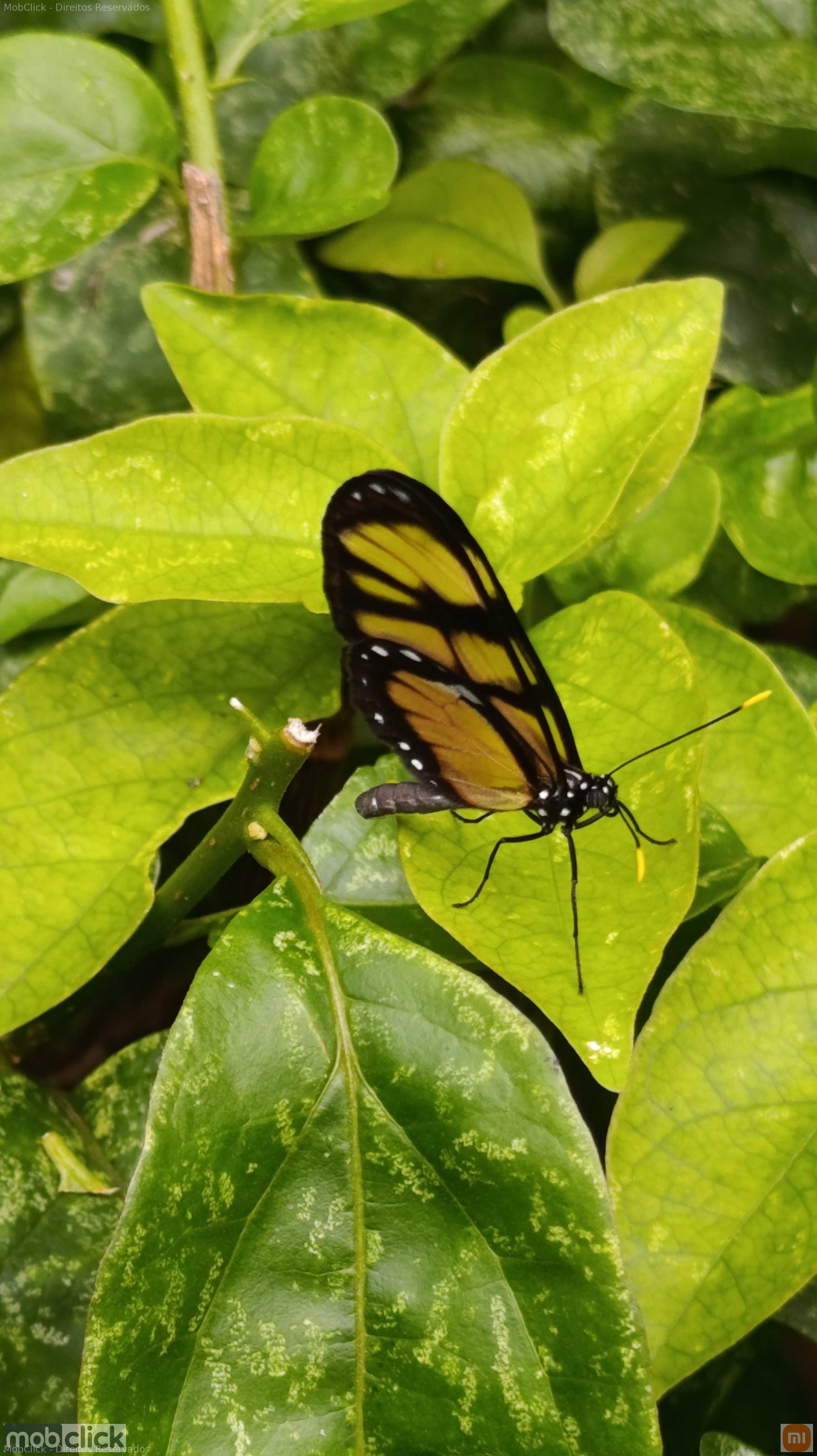 Borboleta-Do-Manacá - Methona themisto - borboleta amarela e preta