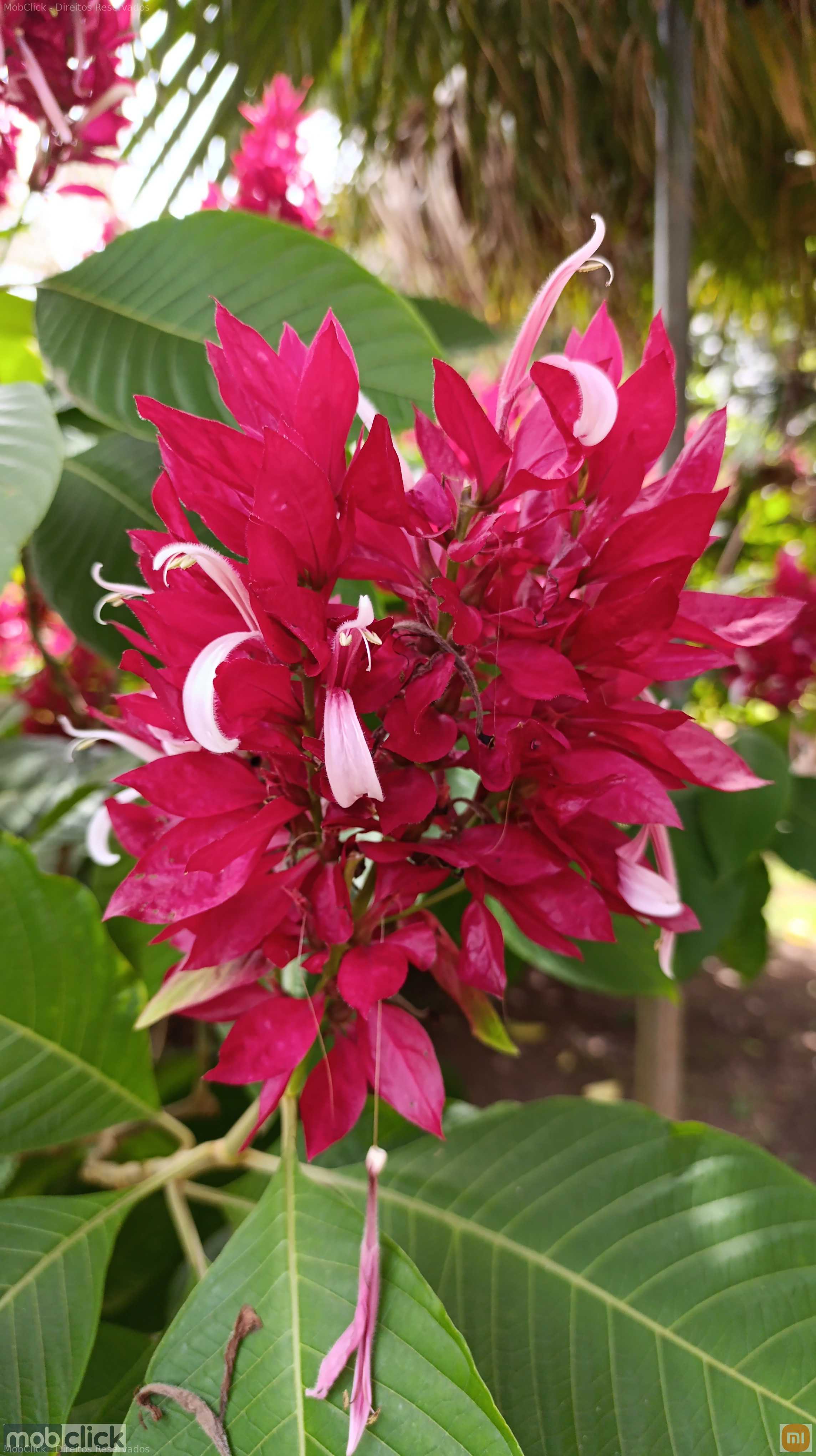 Flor