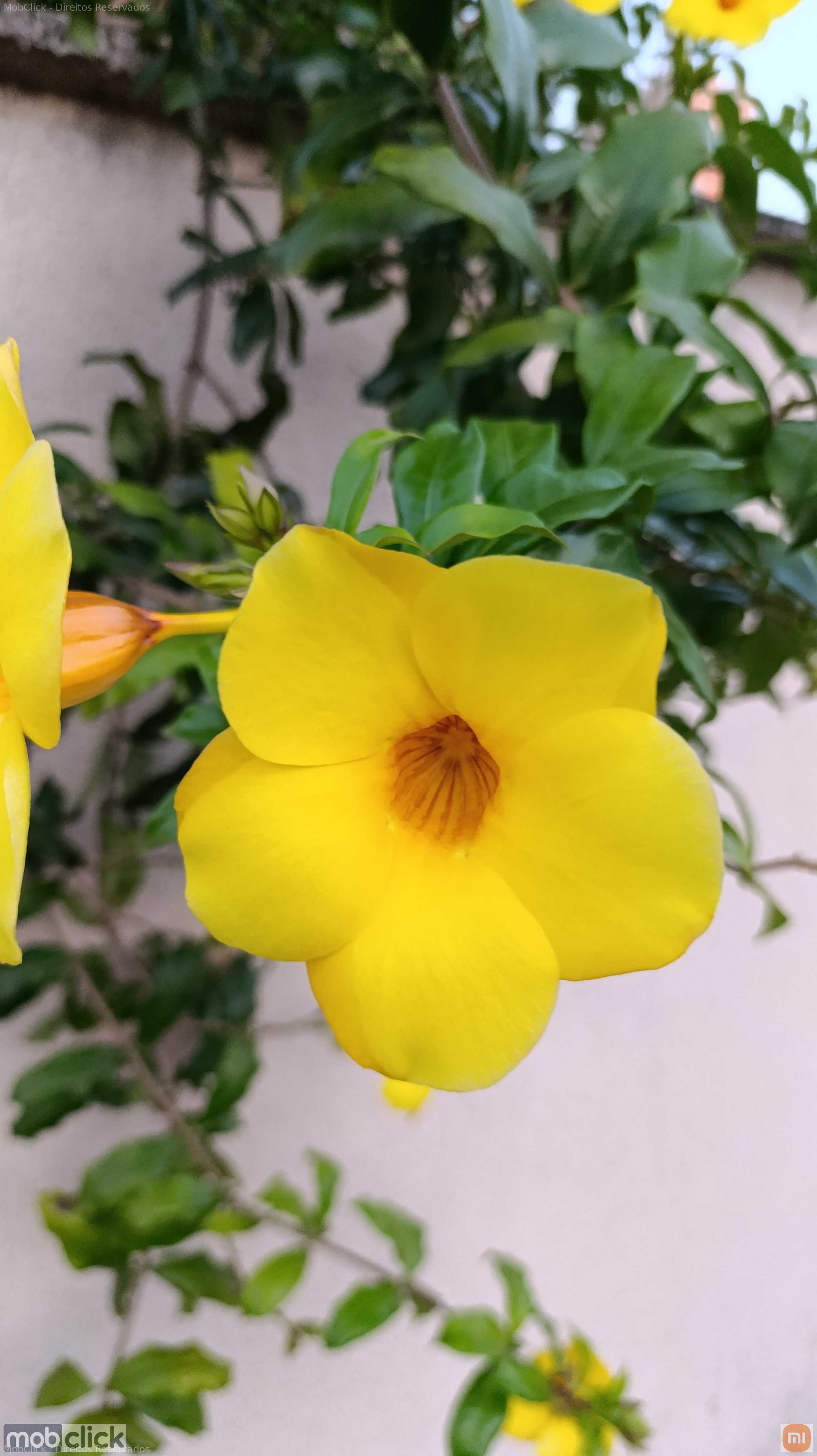 Flor