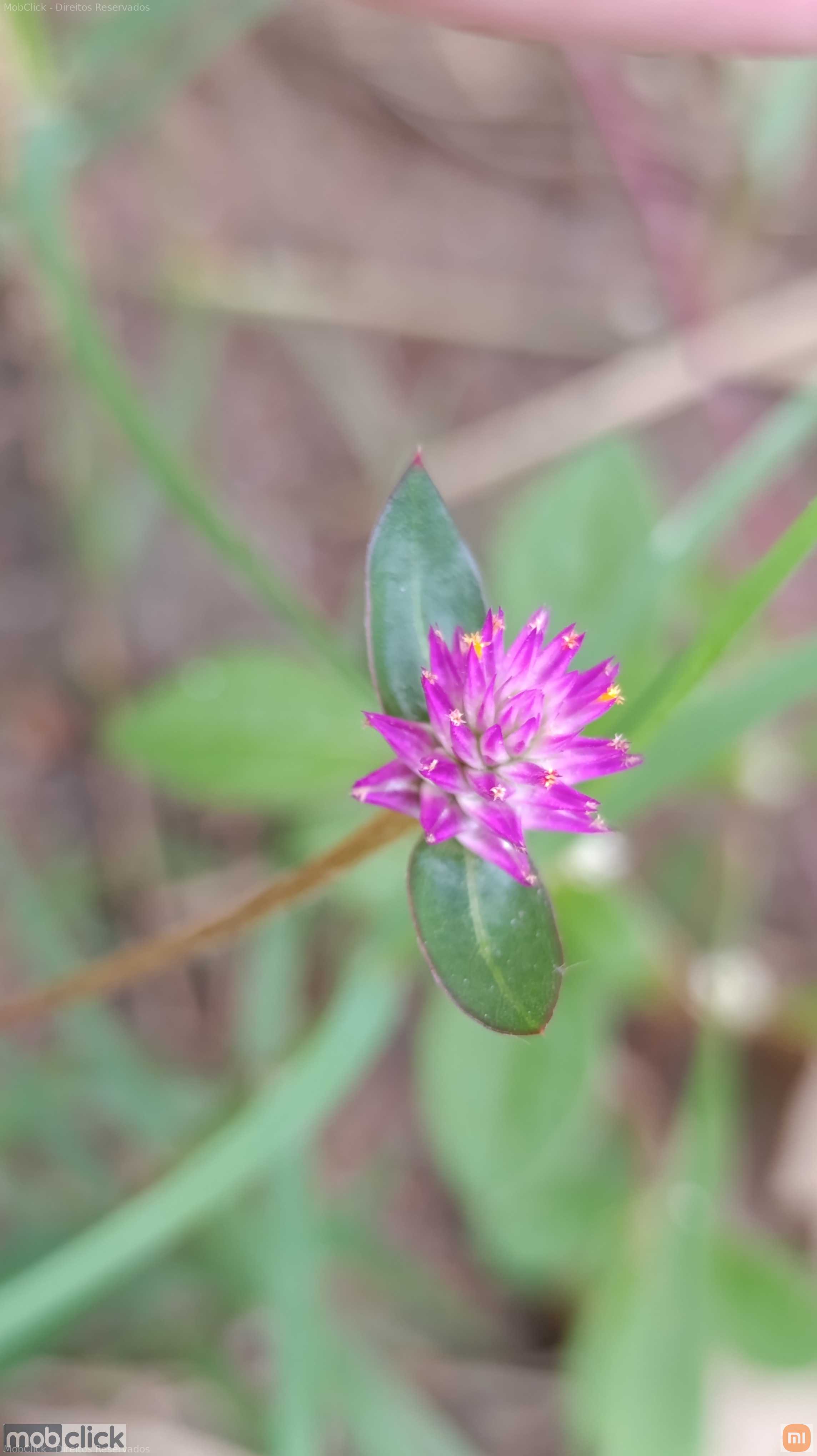 Flor