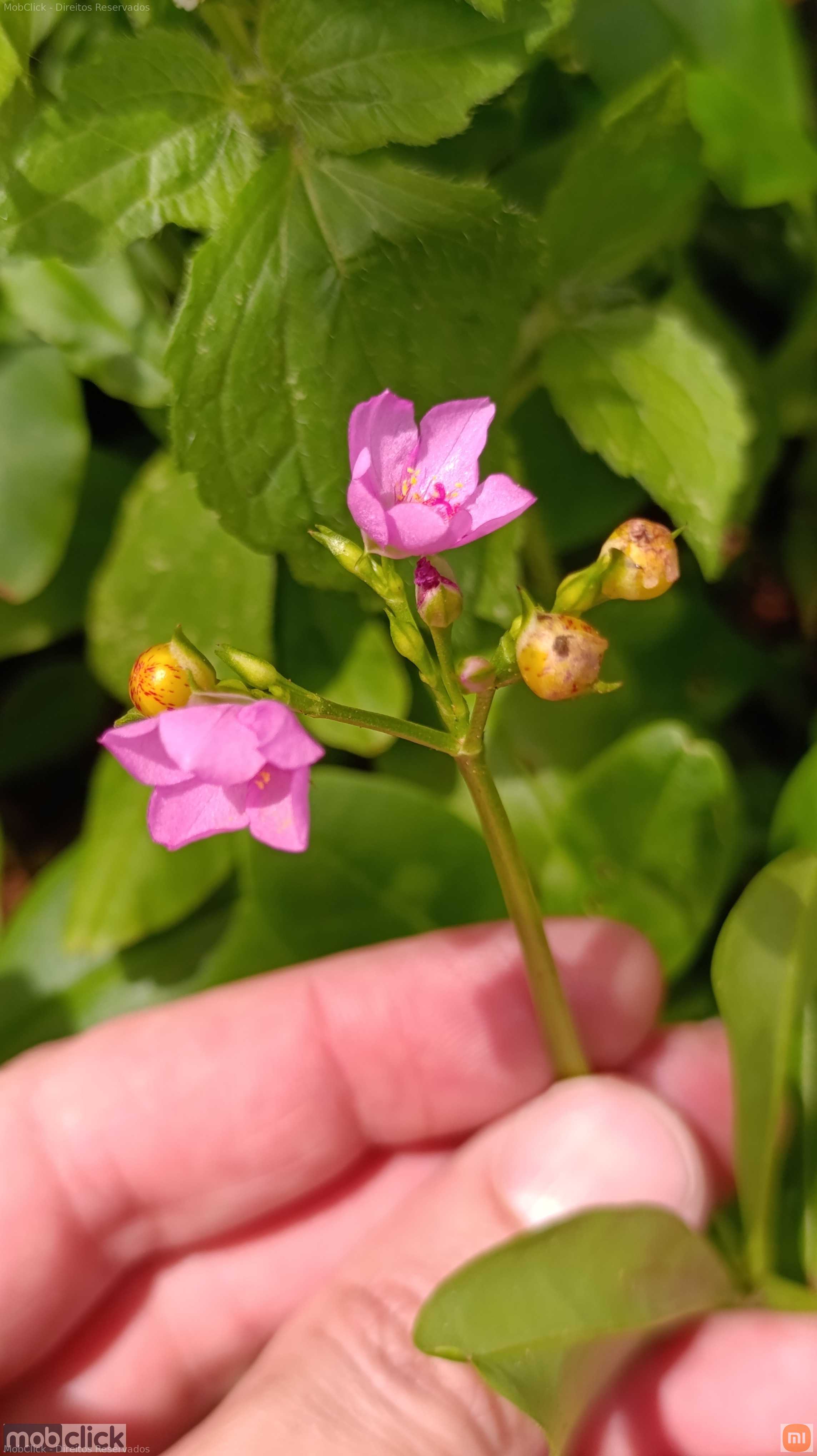 Flor