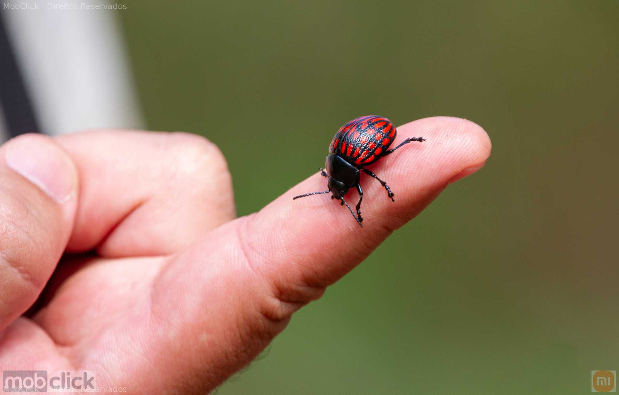 besouro vermelho e preto - Platyphora aurantiacomaculata
