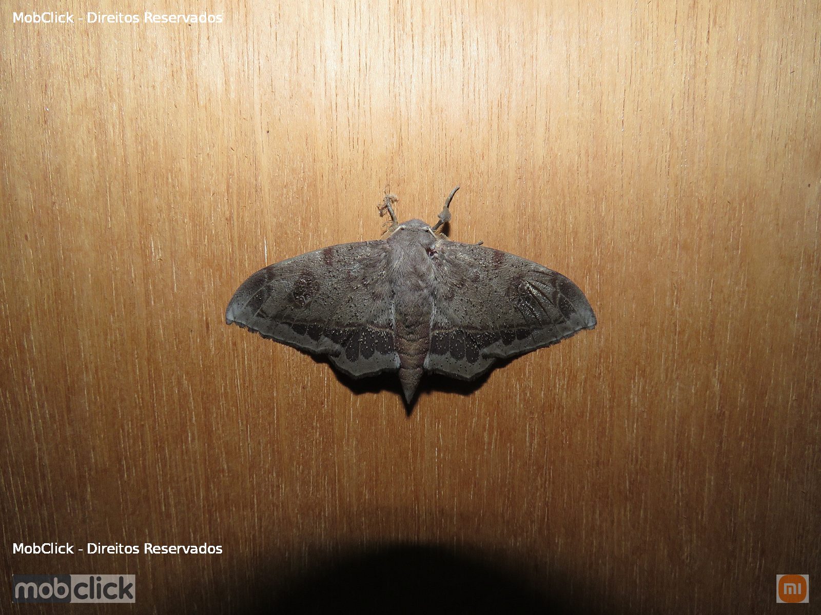 Mimallo amilia