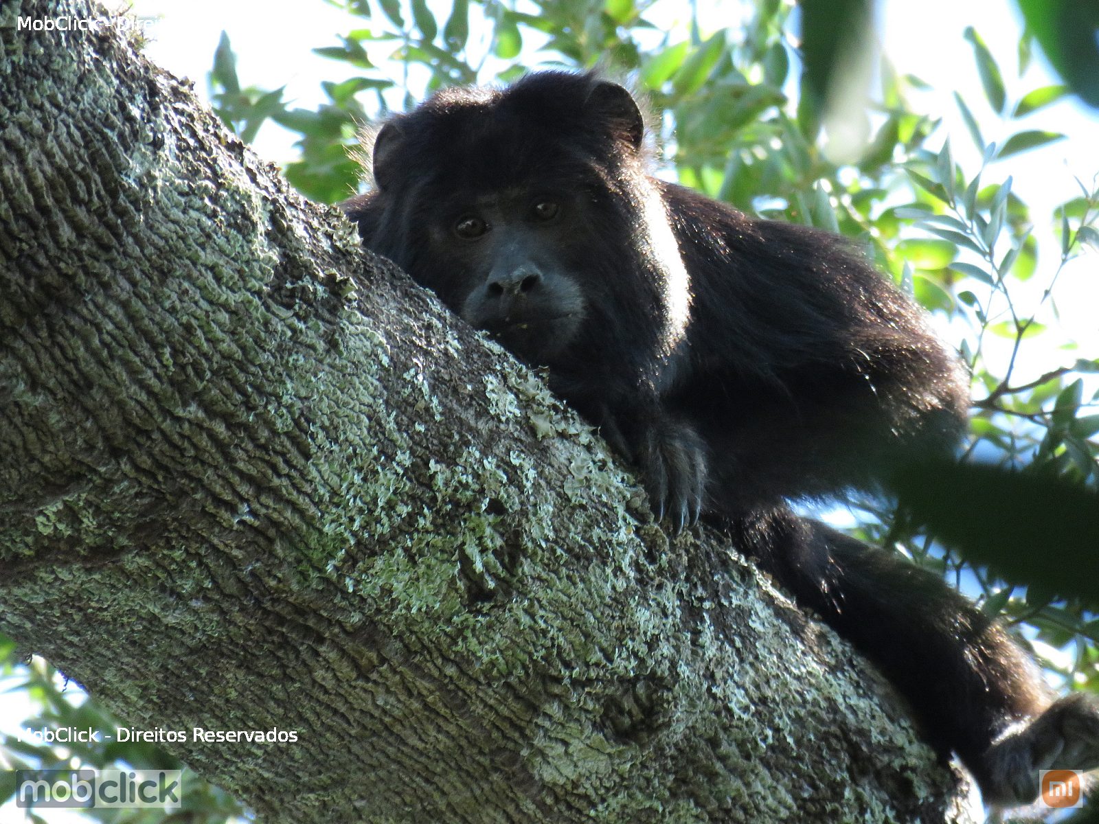 Bugio-preto (Alouatta caraya)