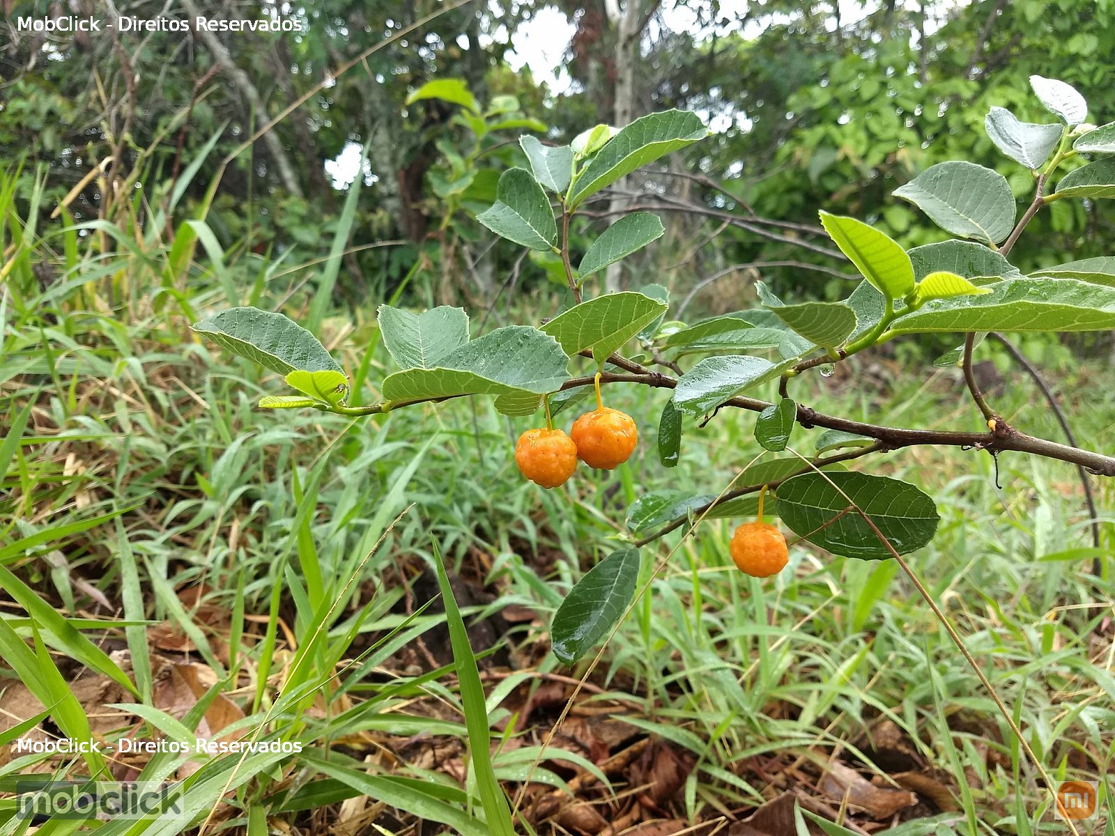 Maminha-cadela (Brosimum gaudichaudii)