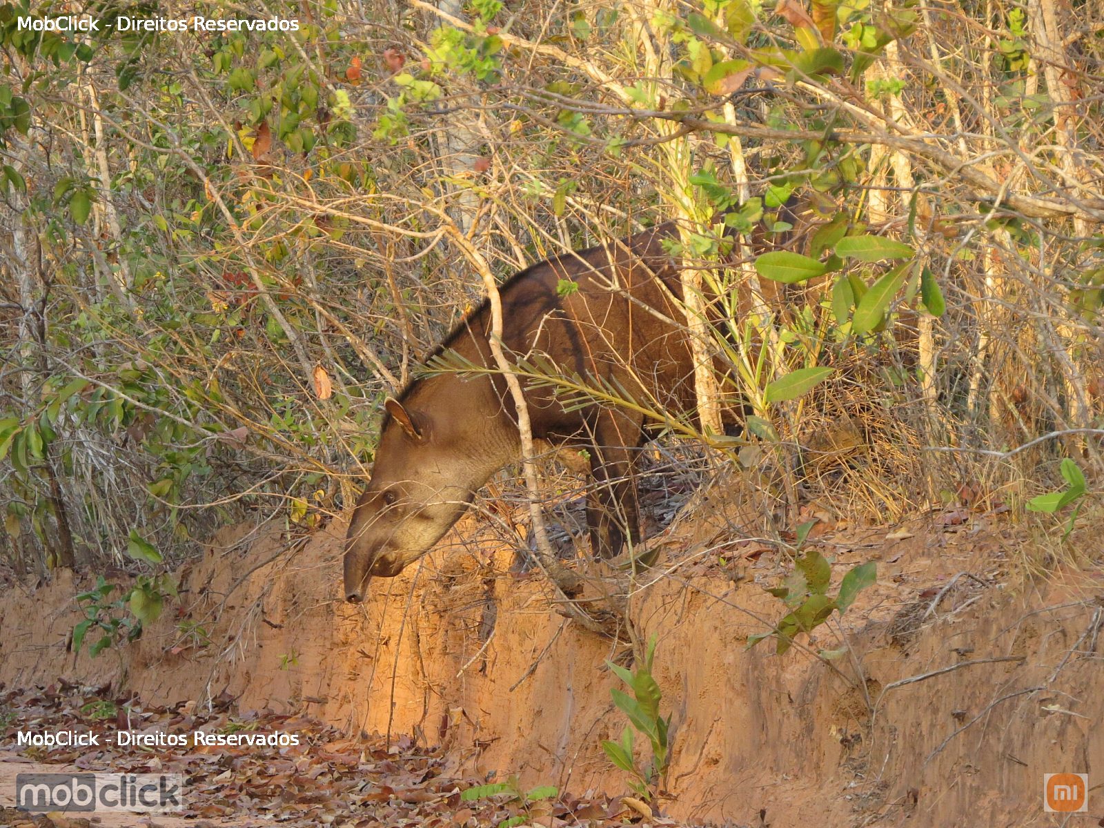 Anta (Tapirus terrestris)