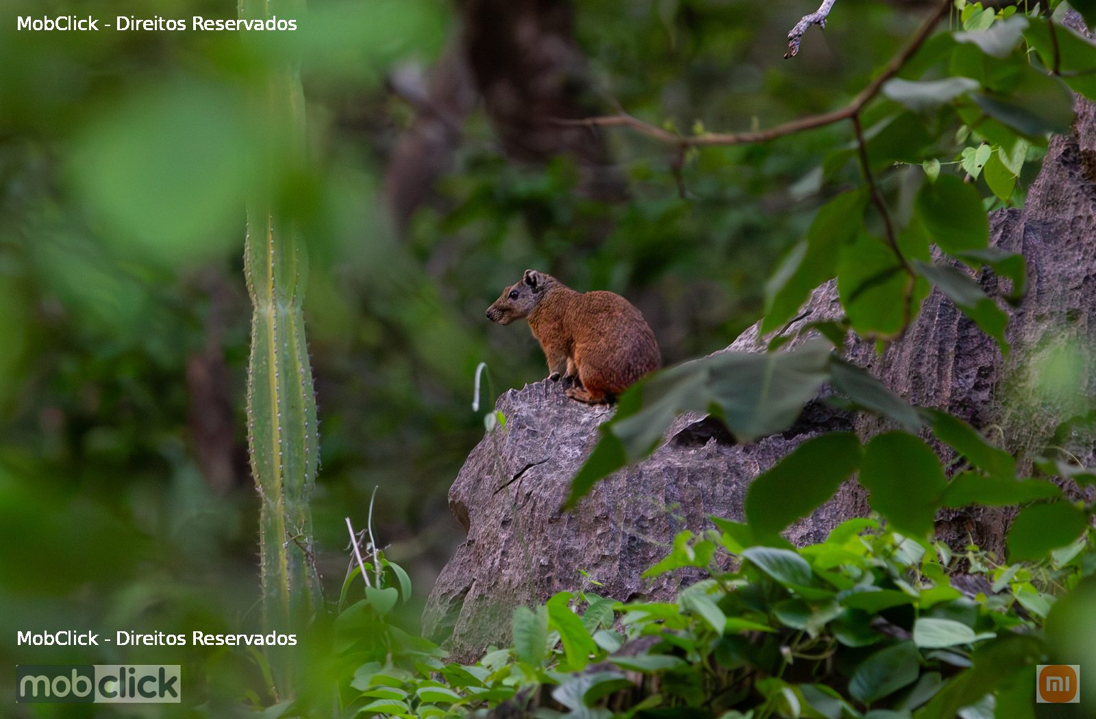 Mocó (Kerodon rupestris)