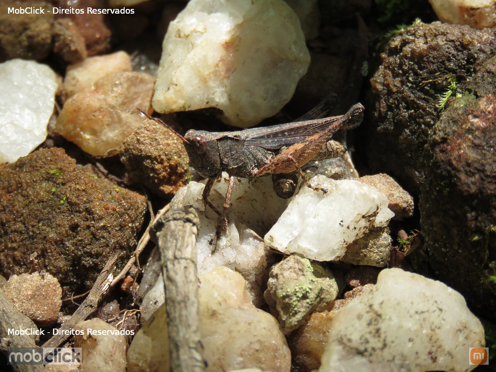 Gafanhotos-de-Antenas-Curtas (Acrididae)