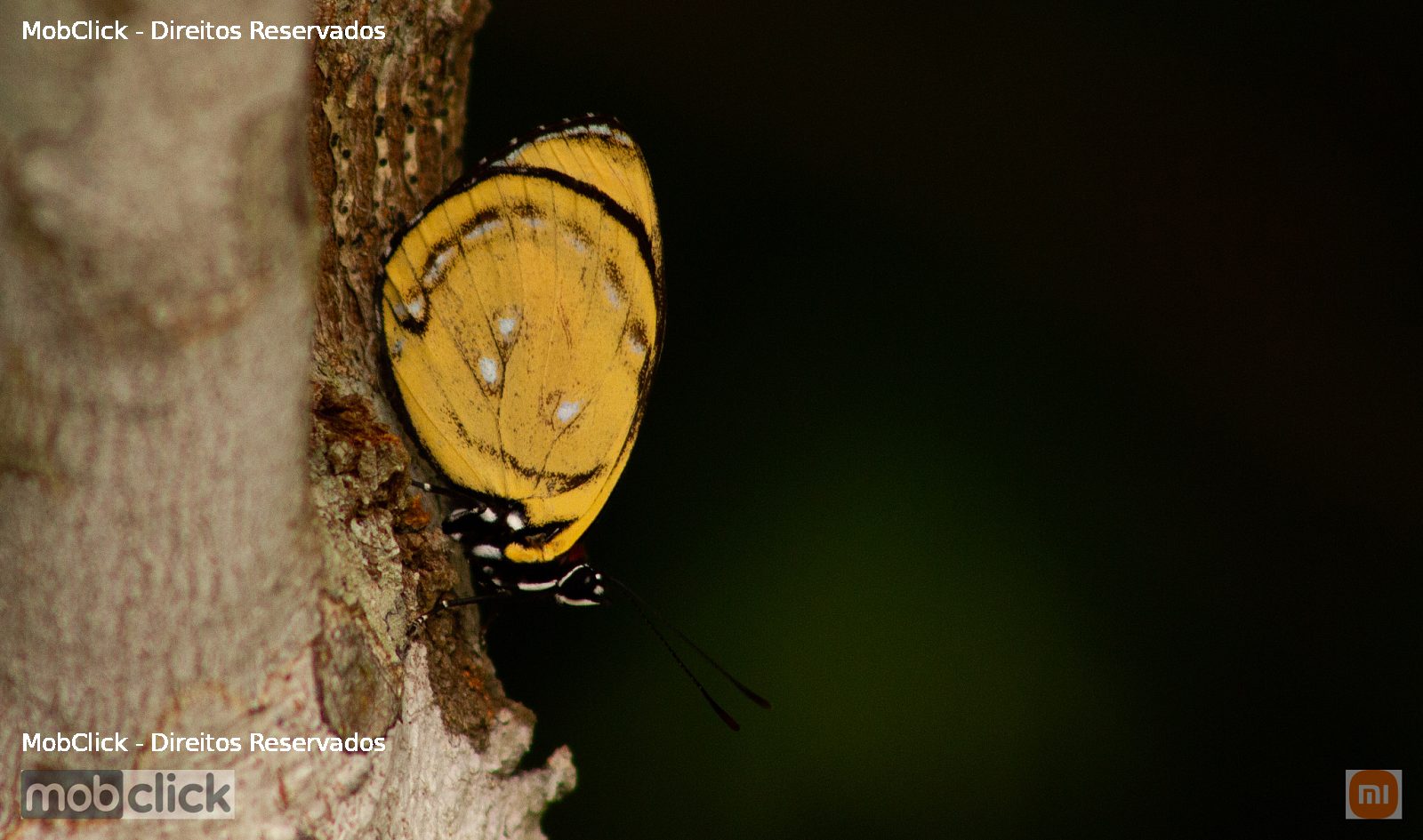 Borboleta - Google-eyed Eighty-eight (Catagramma pyracmon)