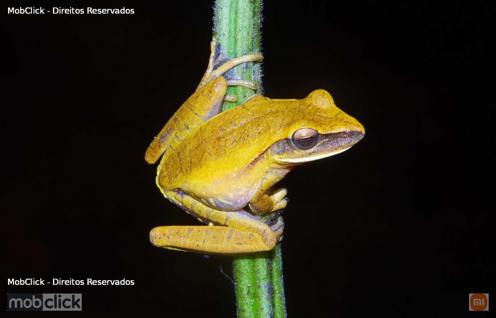 Perereca-carneiro (Boana albopunctata)