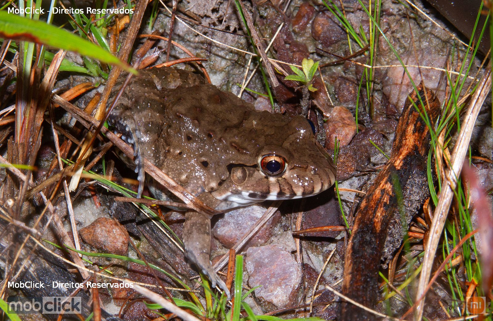 Rã-pimenta (Leptodactylus labyrinthicus)