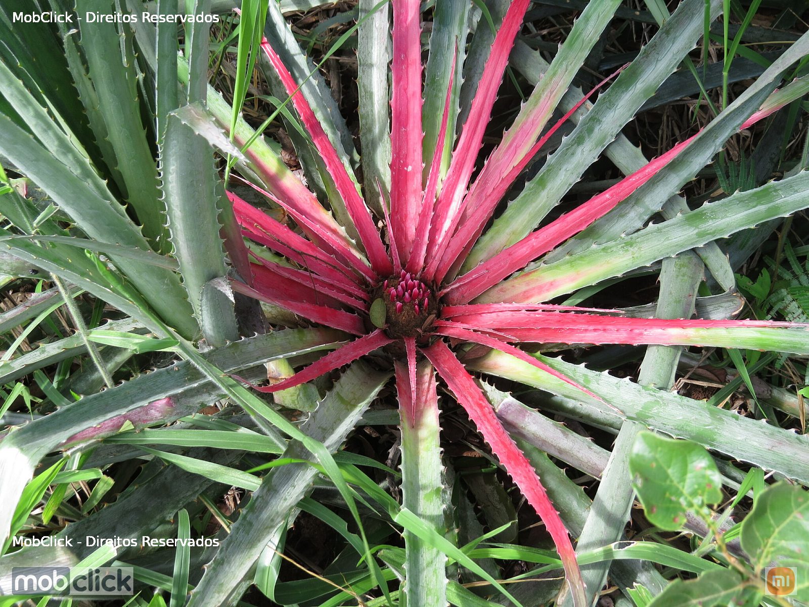 Caraguatá-de-flor-grande (Bromelia grandiflora)