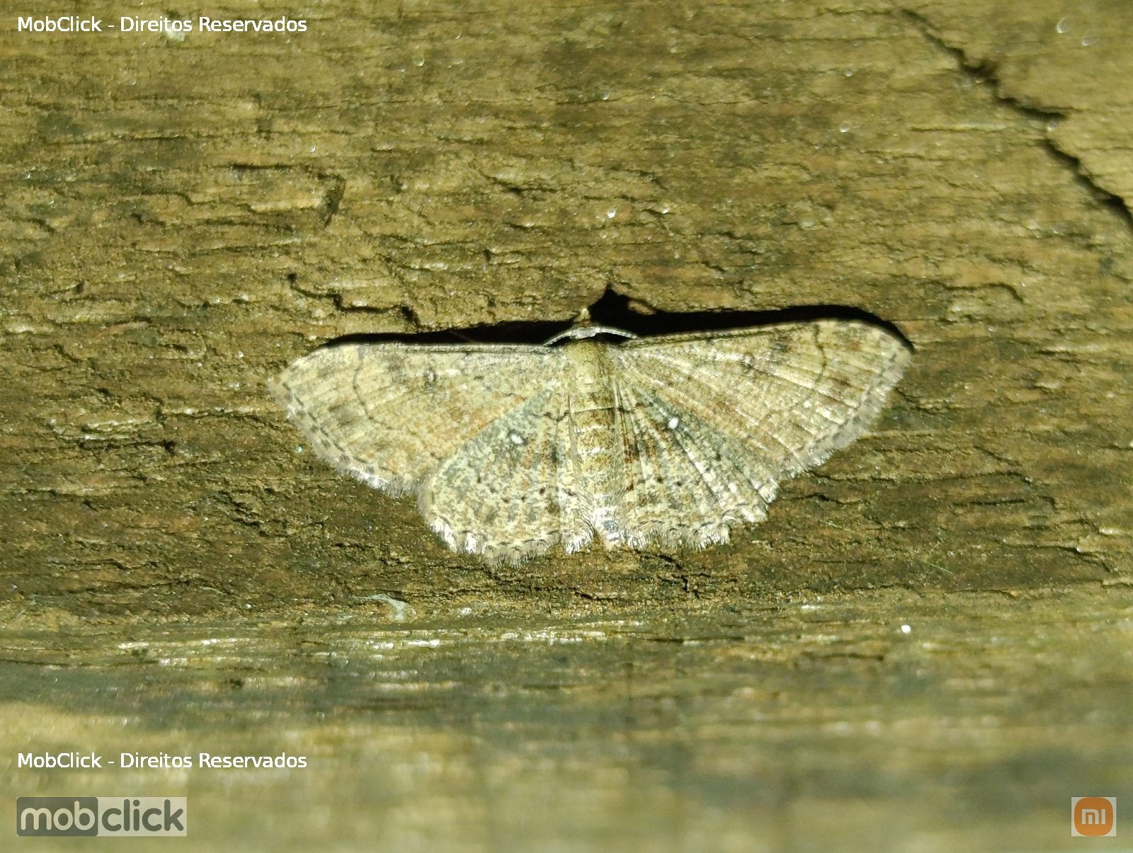 mariposa - Dwarf Tawny Wave (Cyclophora nanaria)