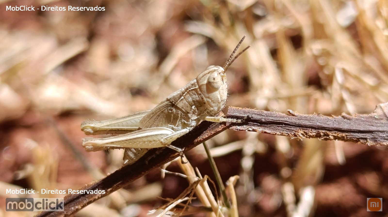 Gafanhoto - Slant-faced Grasshoppers (Gomphocerinae)