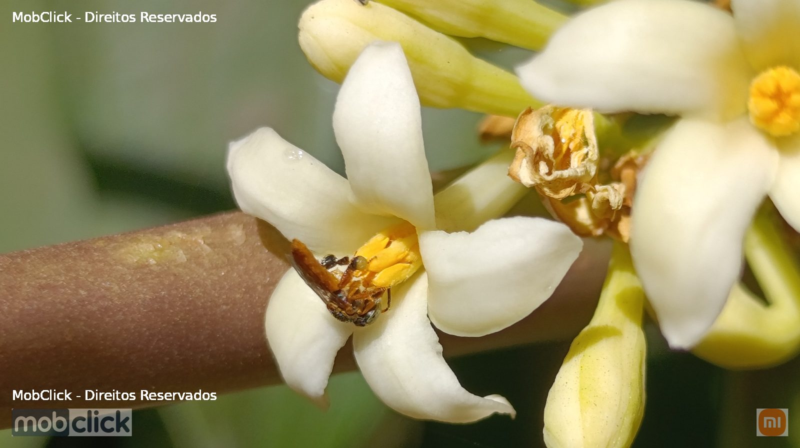 Jataí-amarela (Tetragonisca angustula)