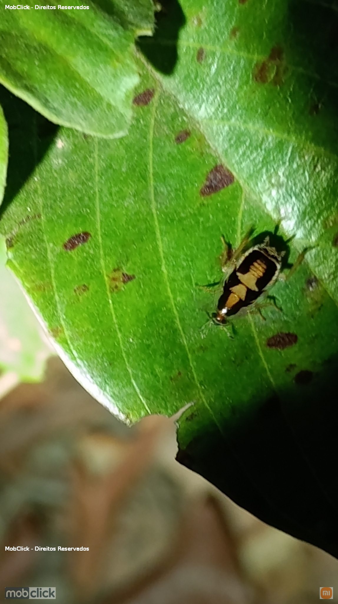 Baratas e térmitas (Blattodea)
